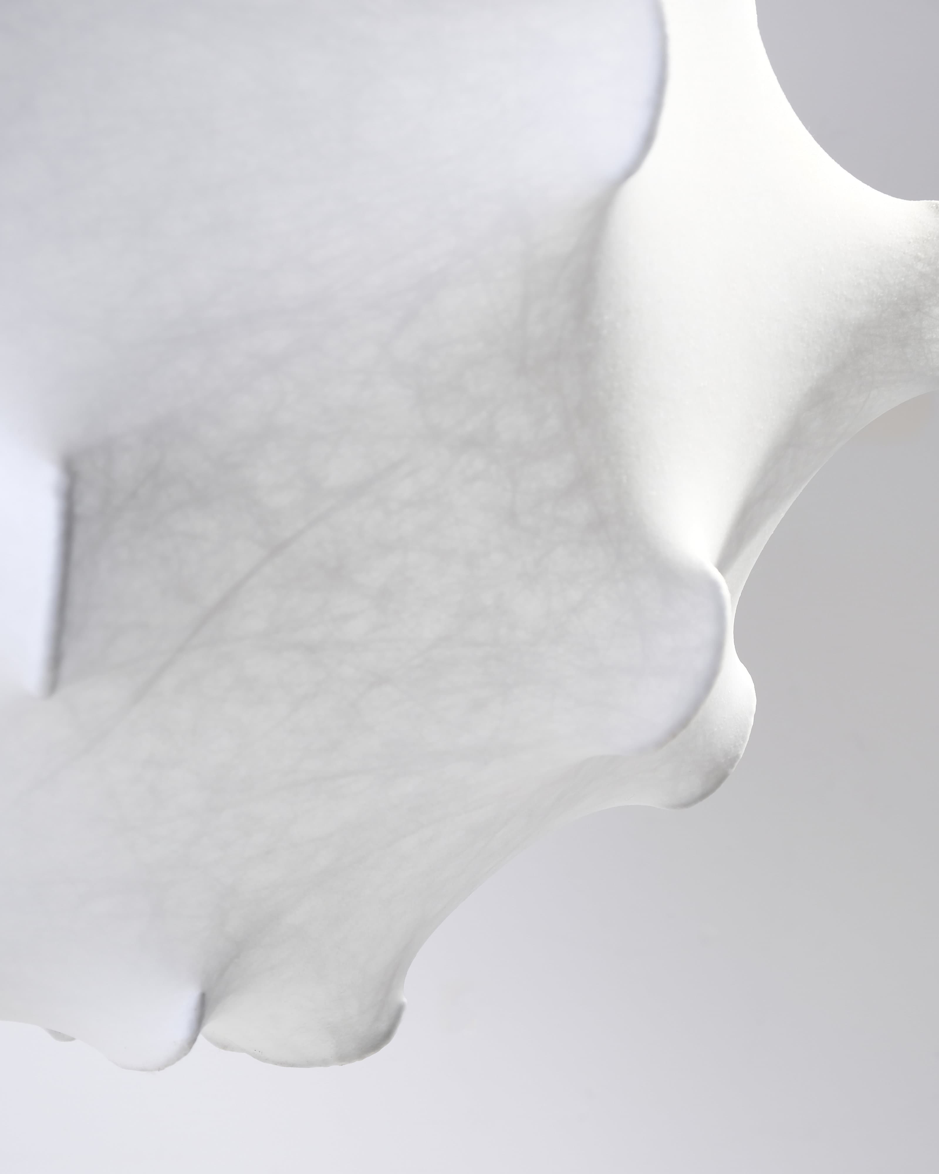 Taraxacum Pendant Light