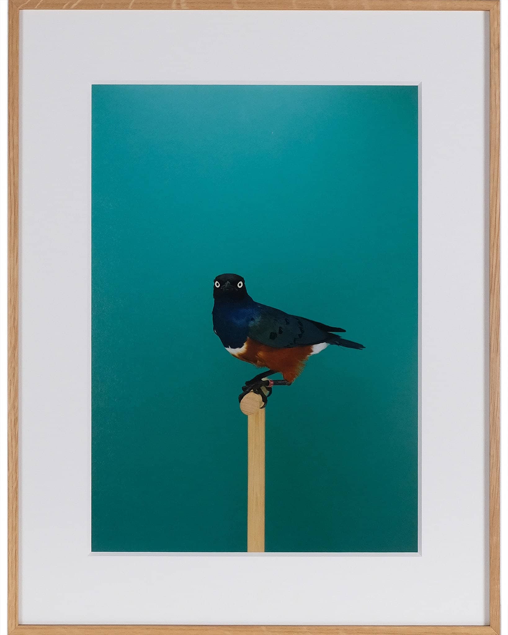 Spreo Starling #1