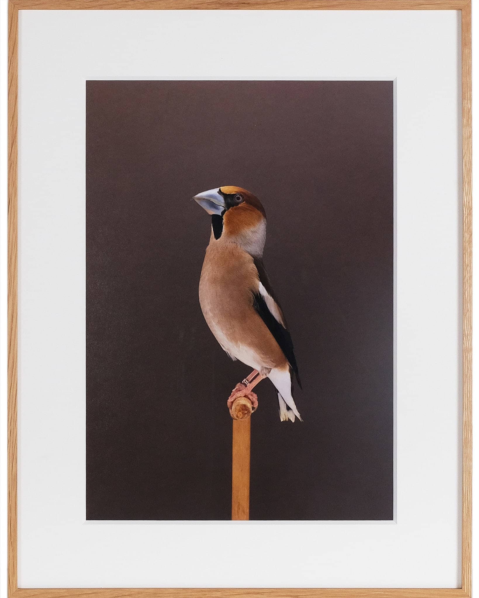 Hawfinch #1