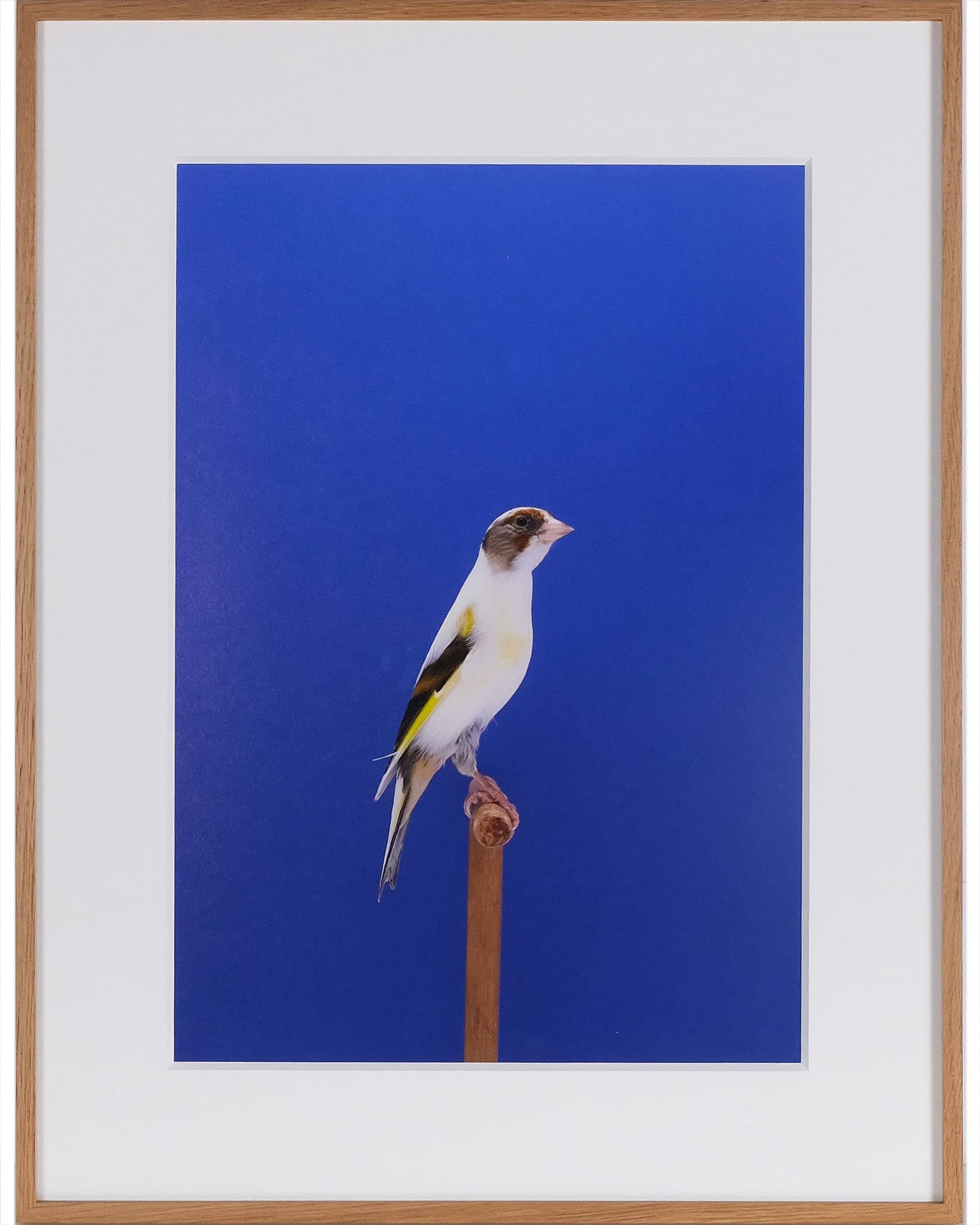 Goldfinch #4 (Mule)