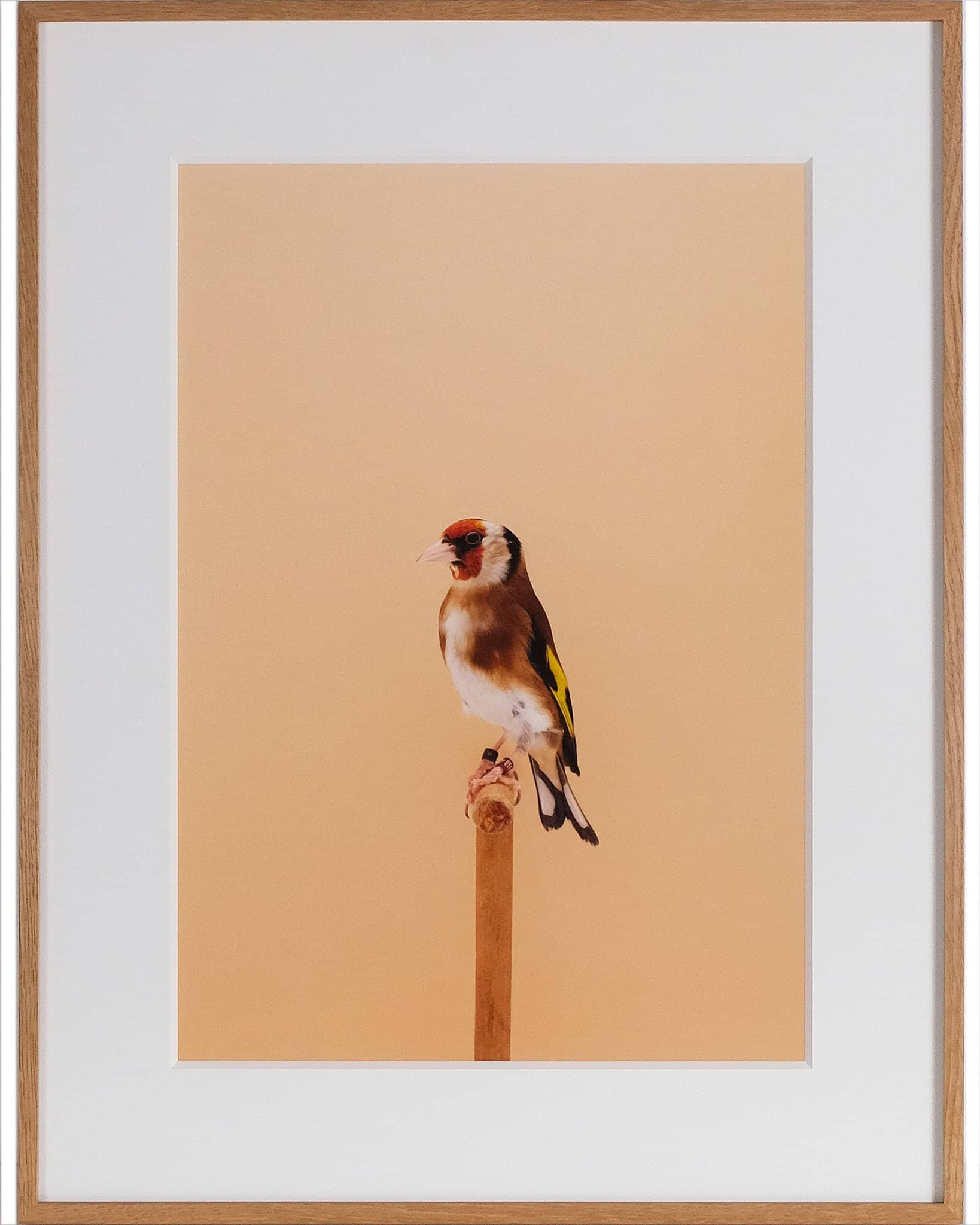 Goldfinch #2 (Pea Throated)