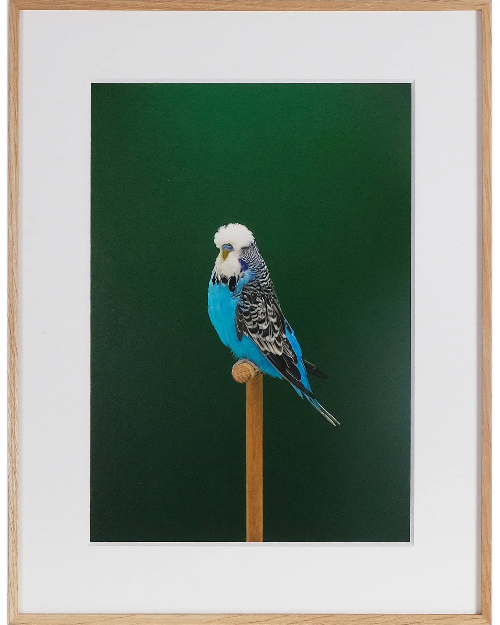 Budgie #12