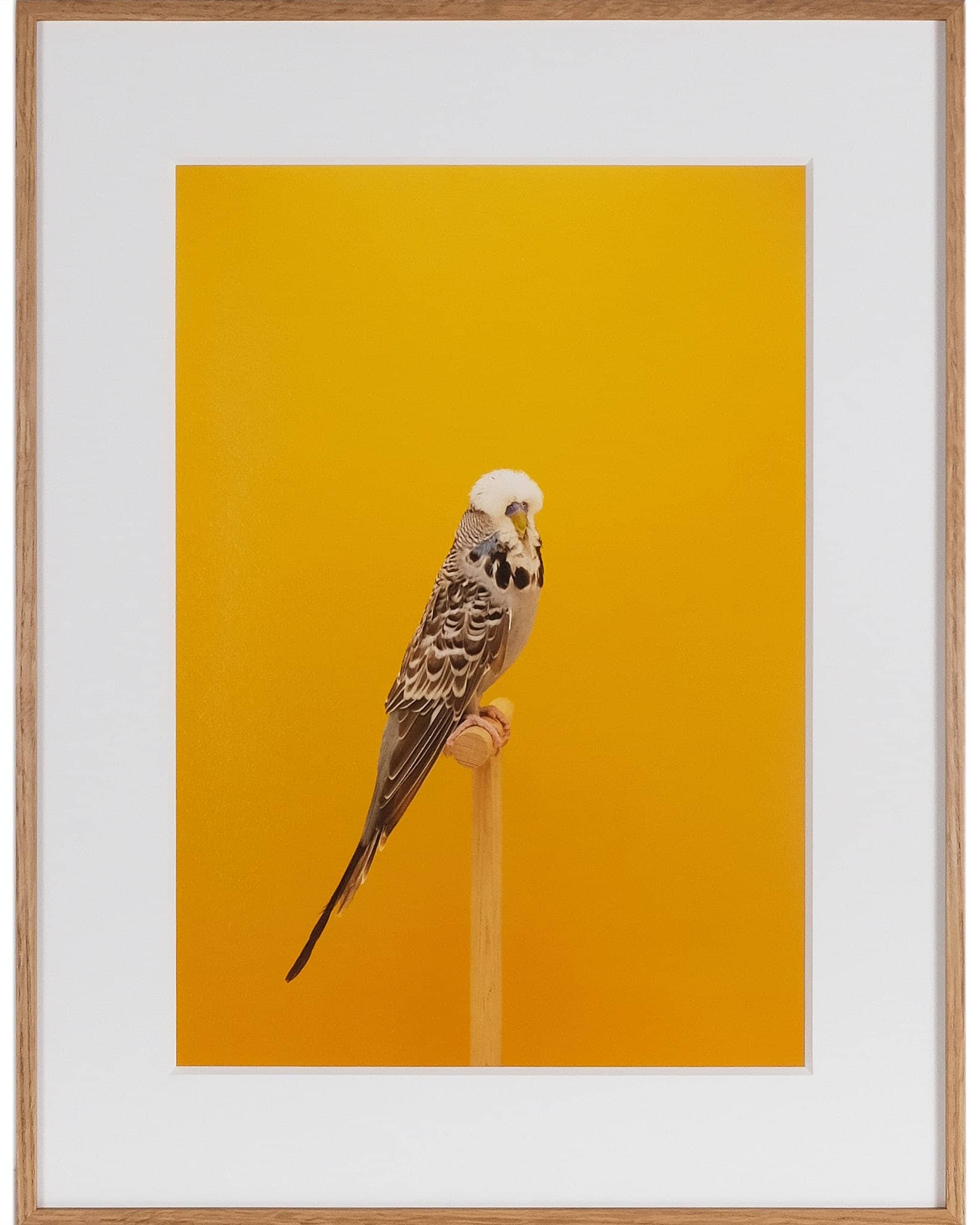 Budgie #10
