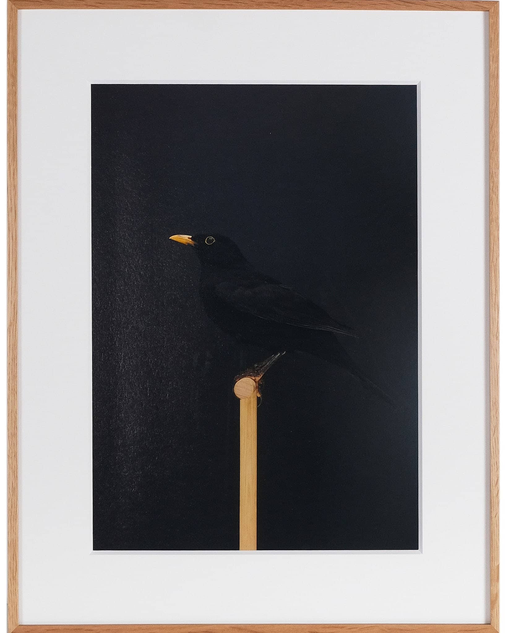 Blackbird #1 (Cock)