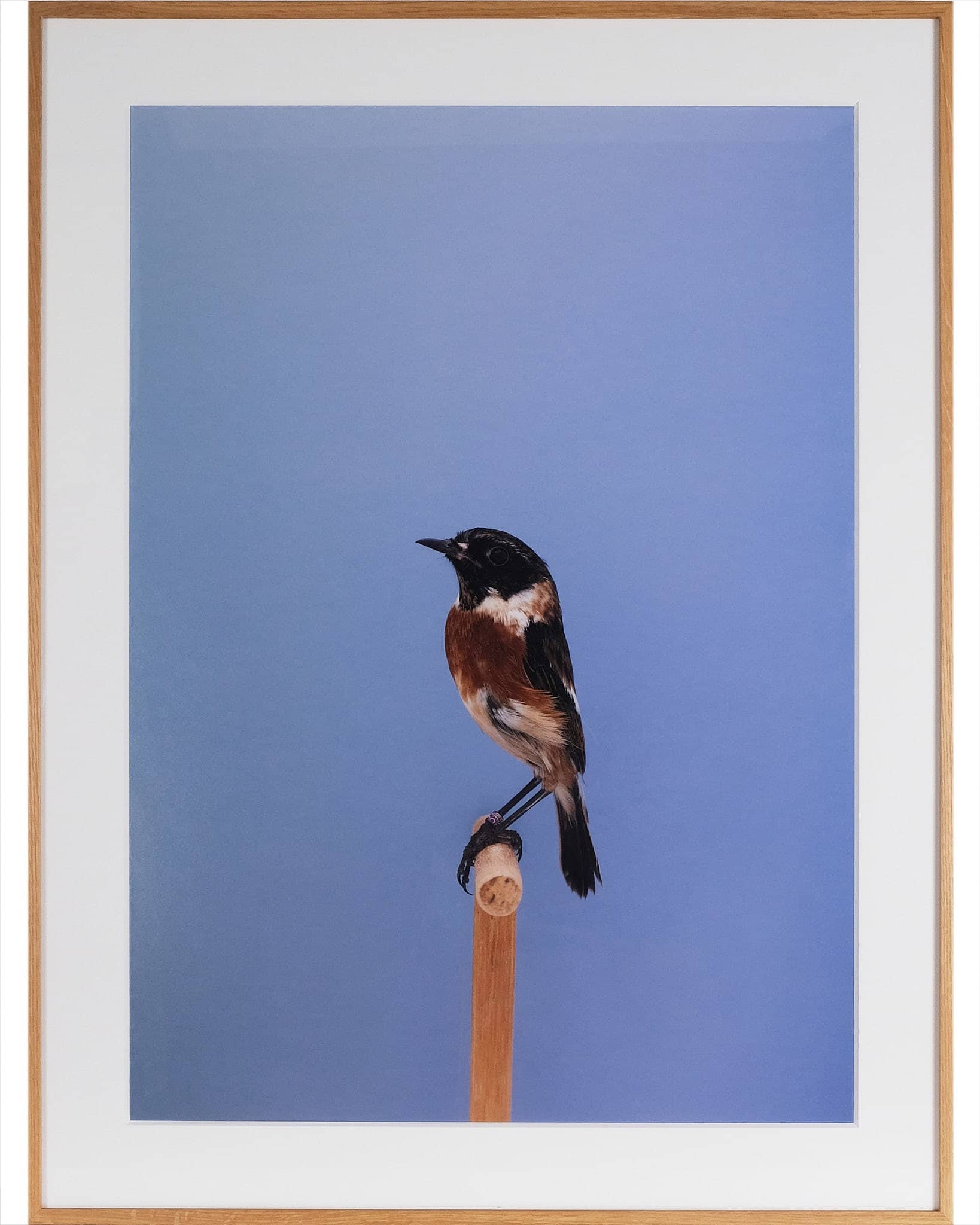 Stonechat #1