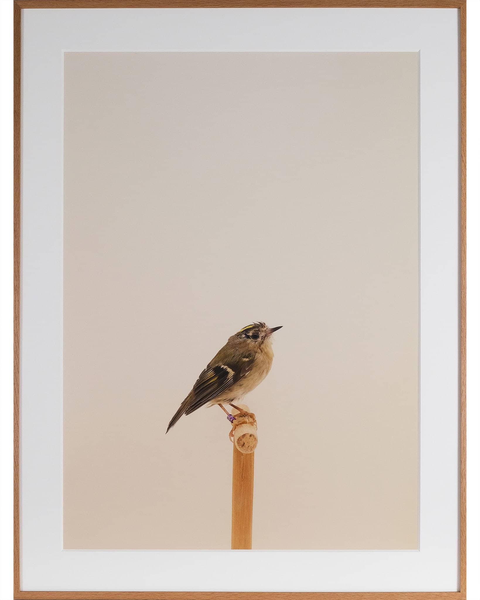 Goldcrest #1