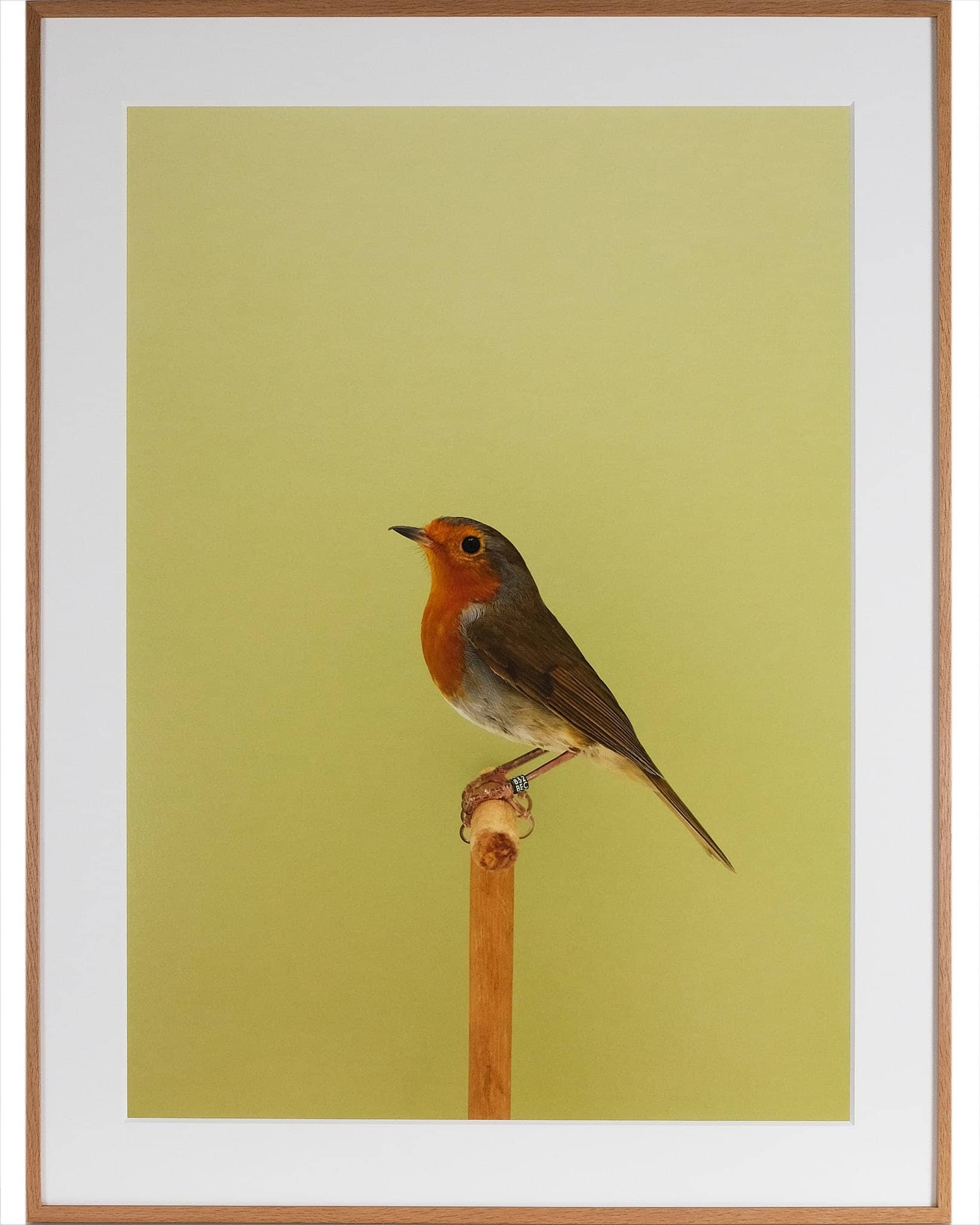 European Robin #1