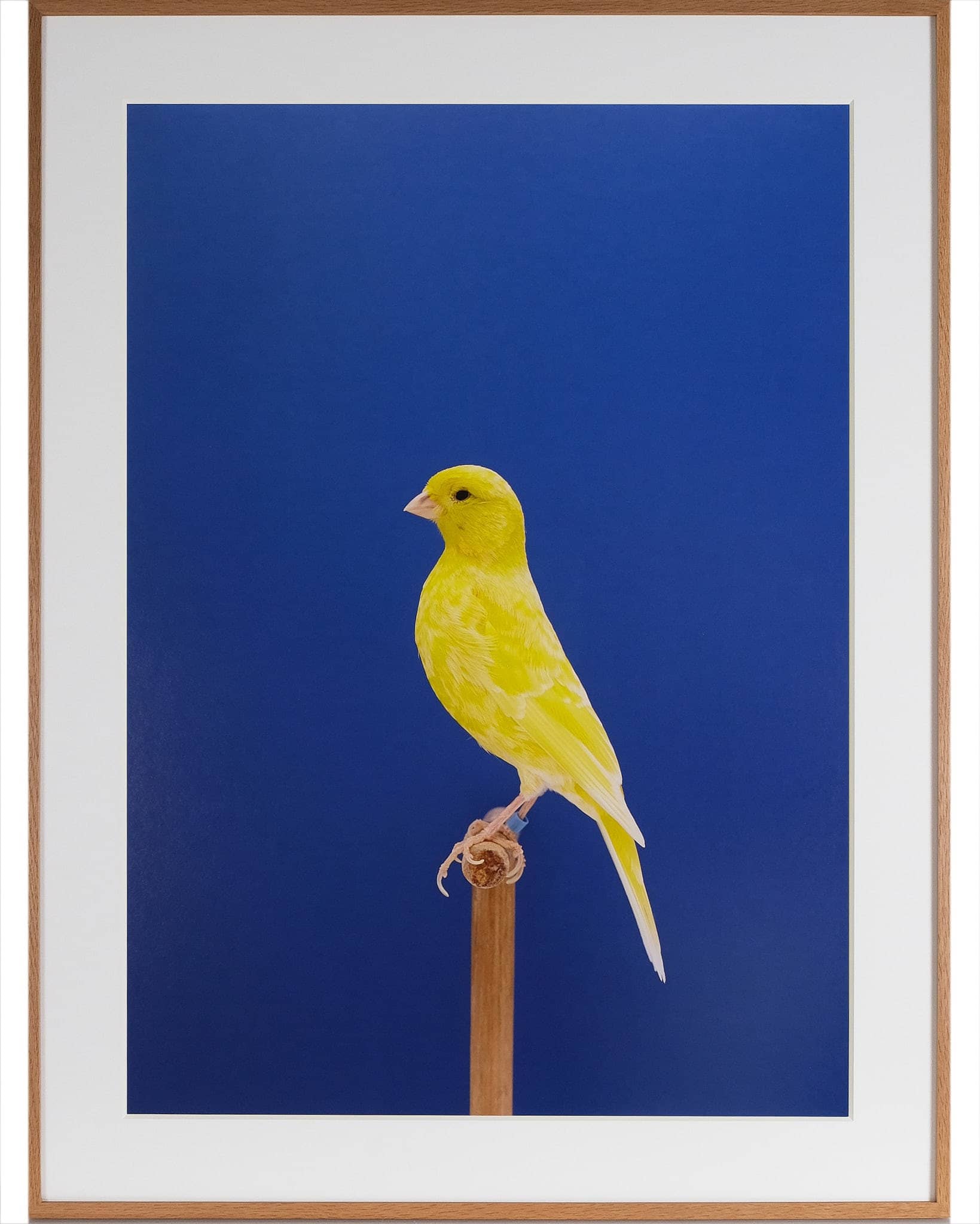 Canary #9
