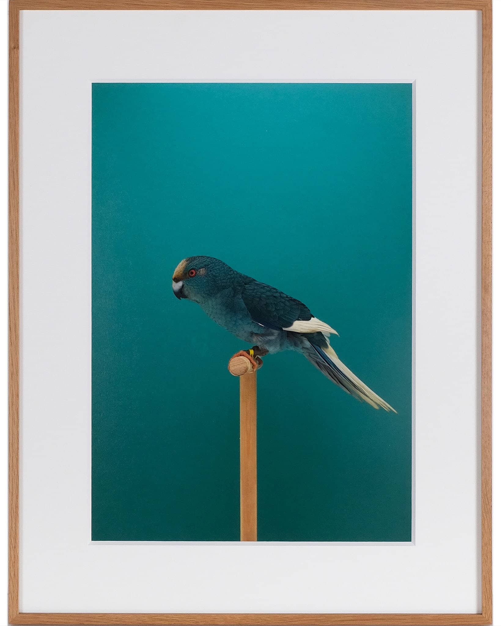 Kakariki #1 (Blue Pied)