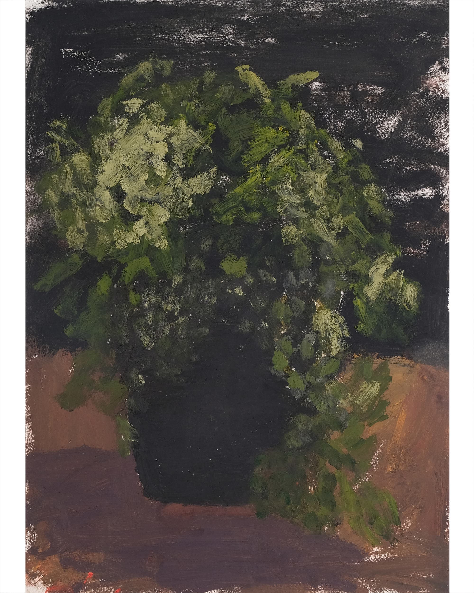 Adiantum raddianum (Maidenhair fern)