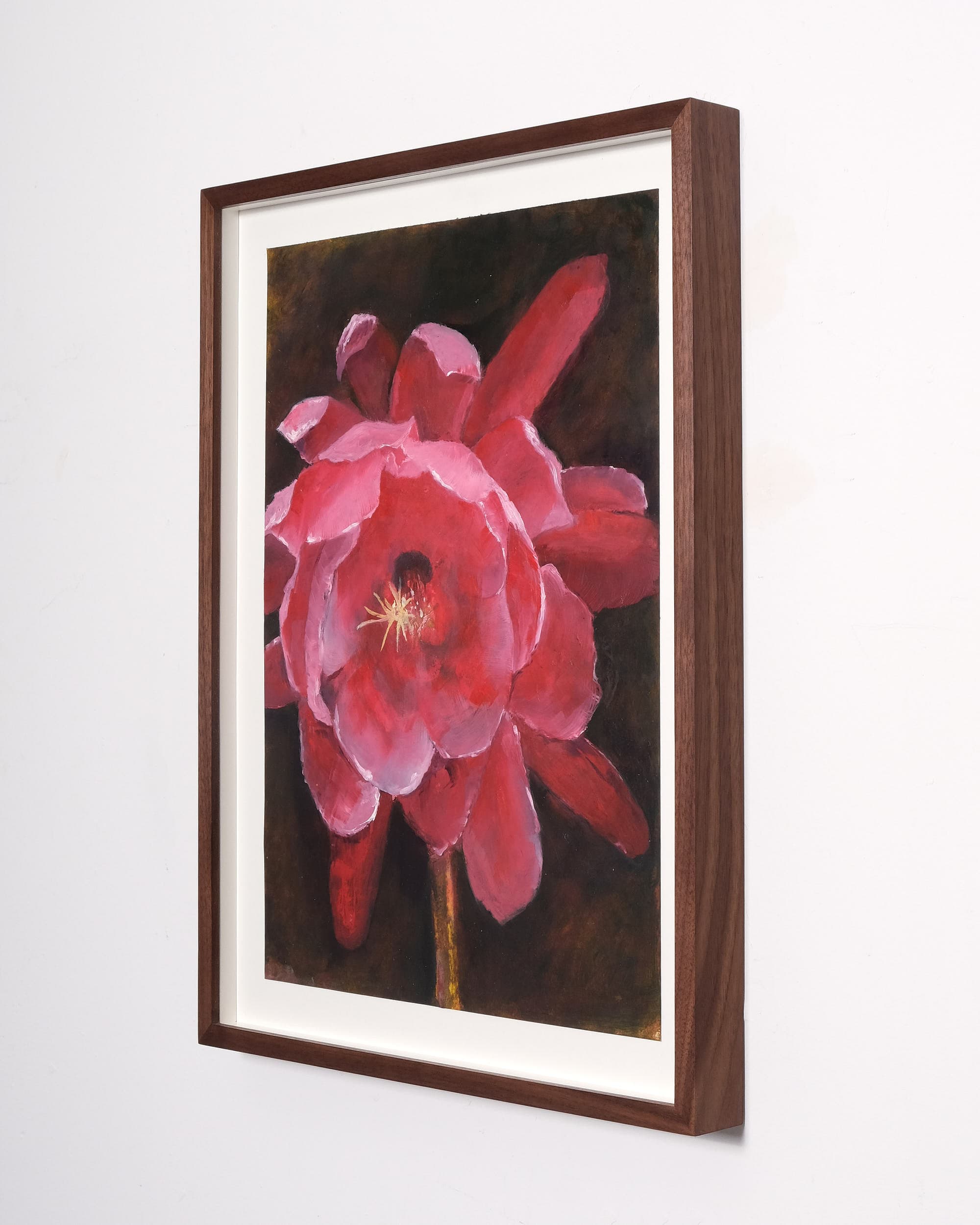 Epiphyllum hybrid (Orchid cactus)