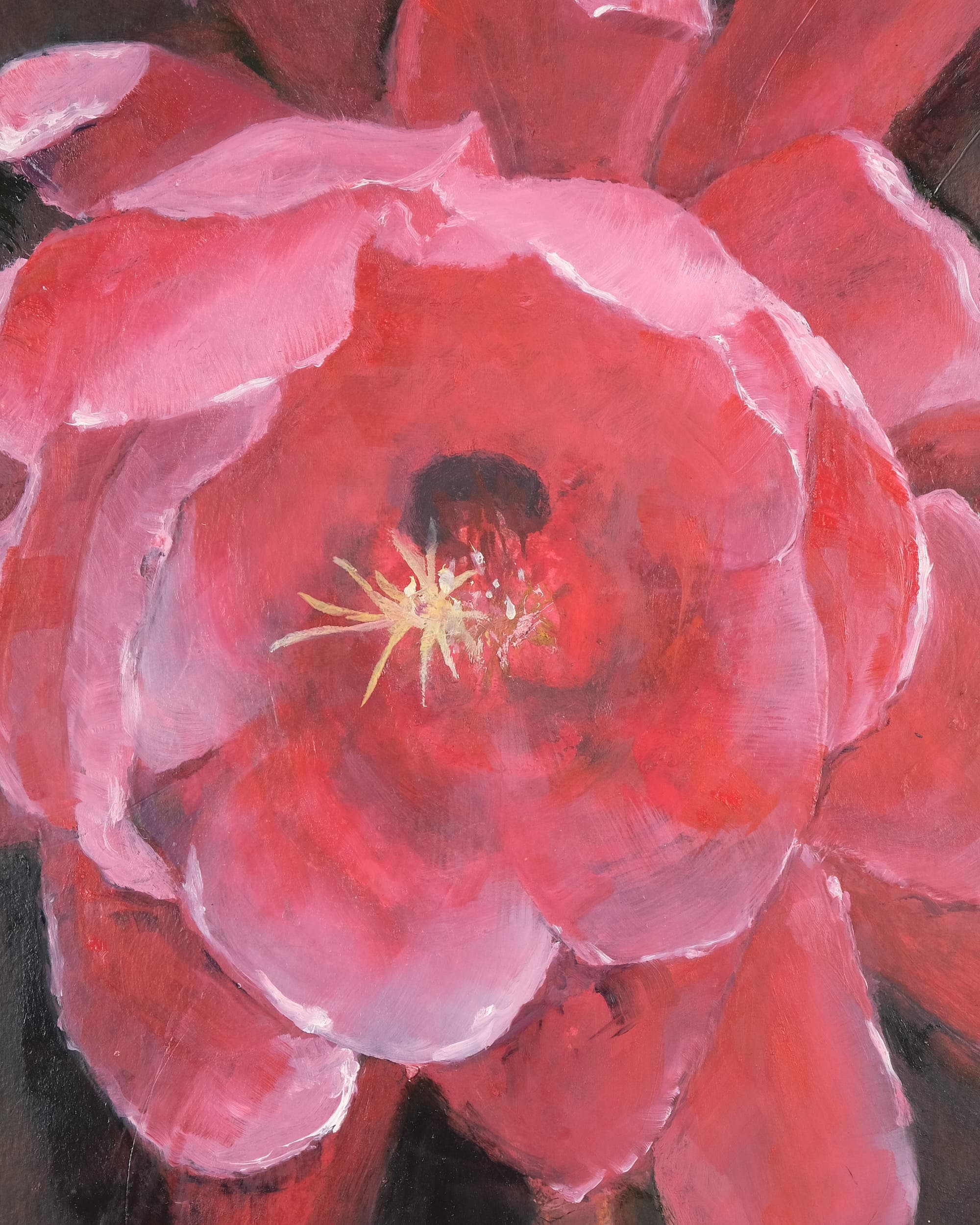 Epiphyllum hybrid (Orchid cactus)