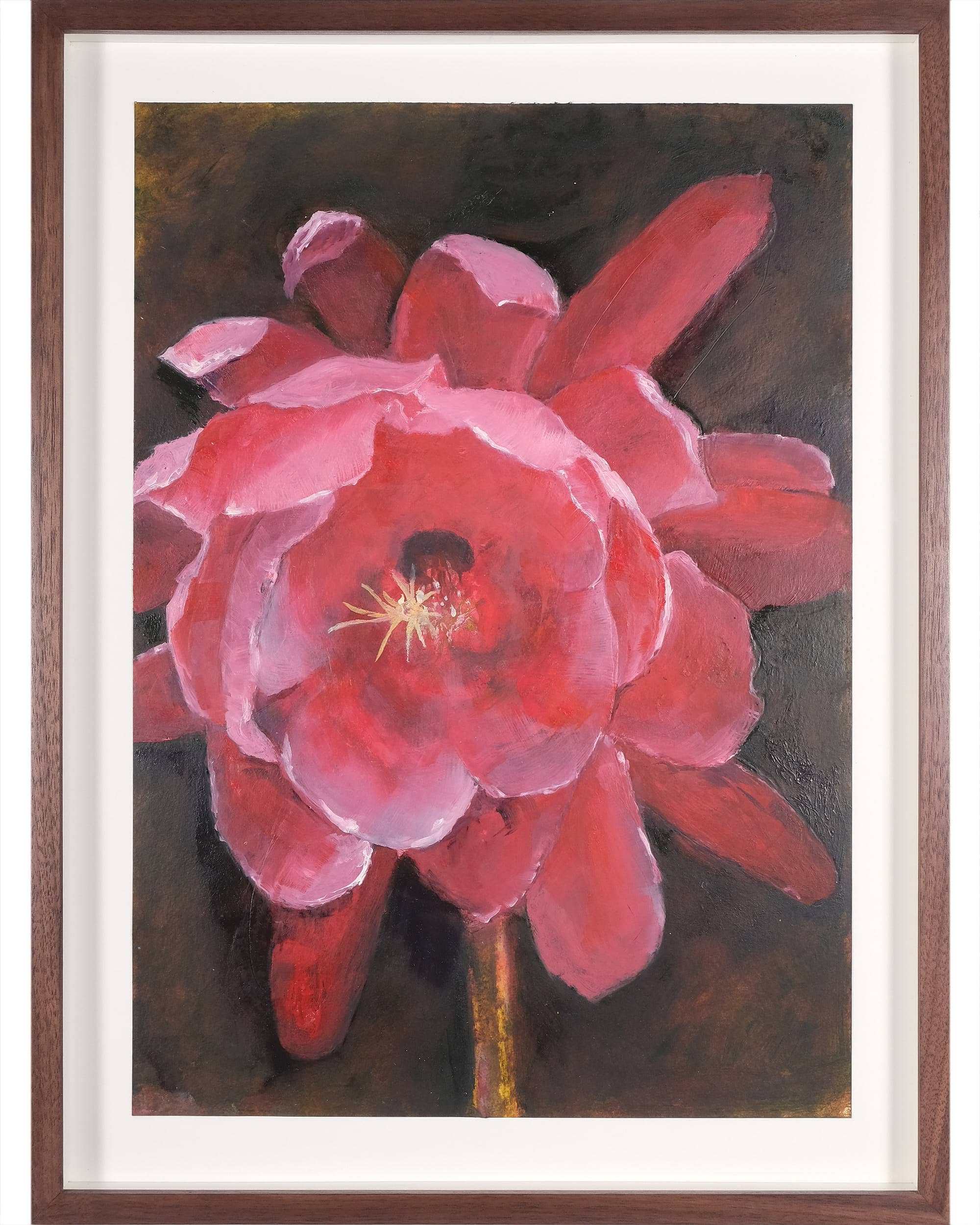 Epiphyllum hybrid (Orchid cactus)