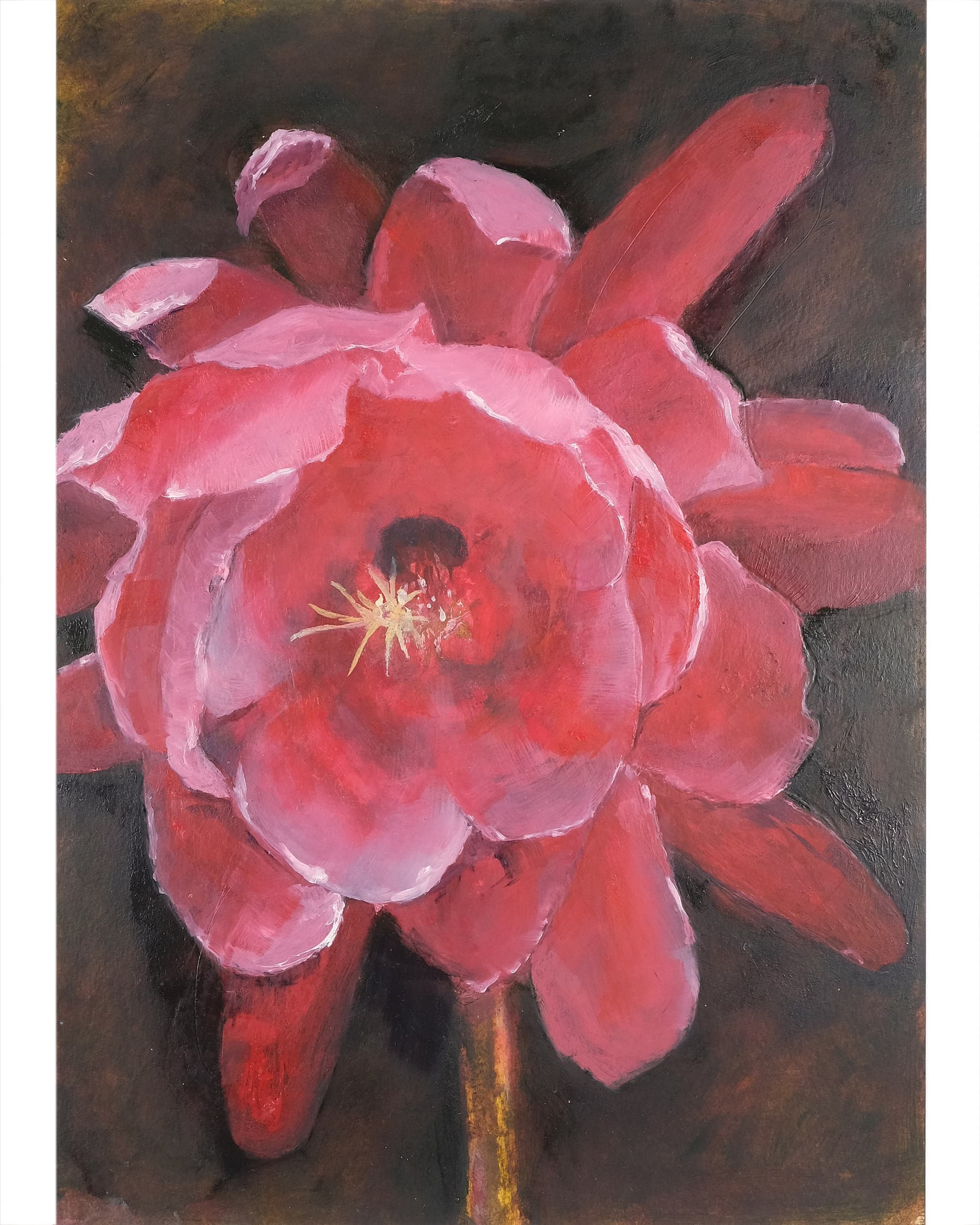 Epiphyllum hybrid (Orchid cactus)
