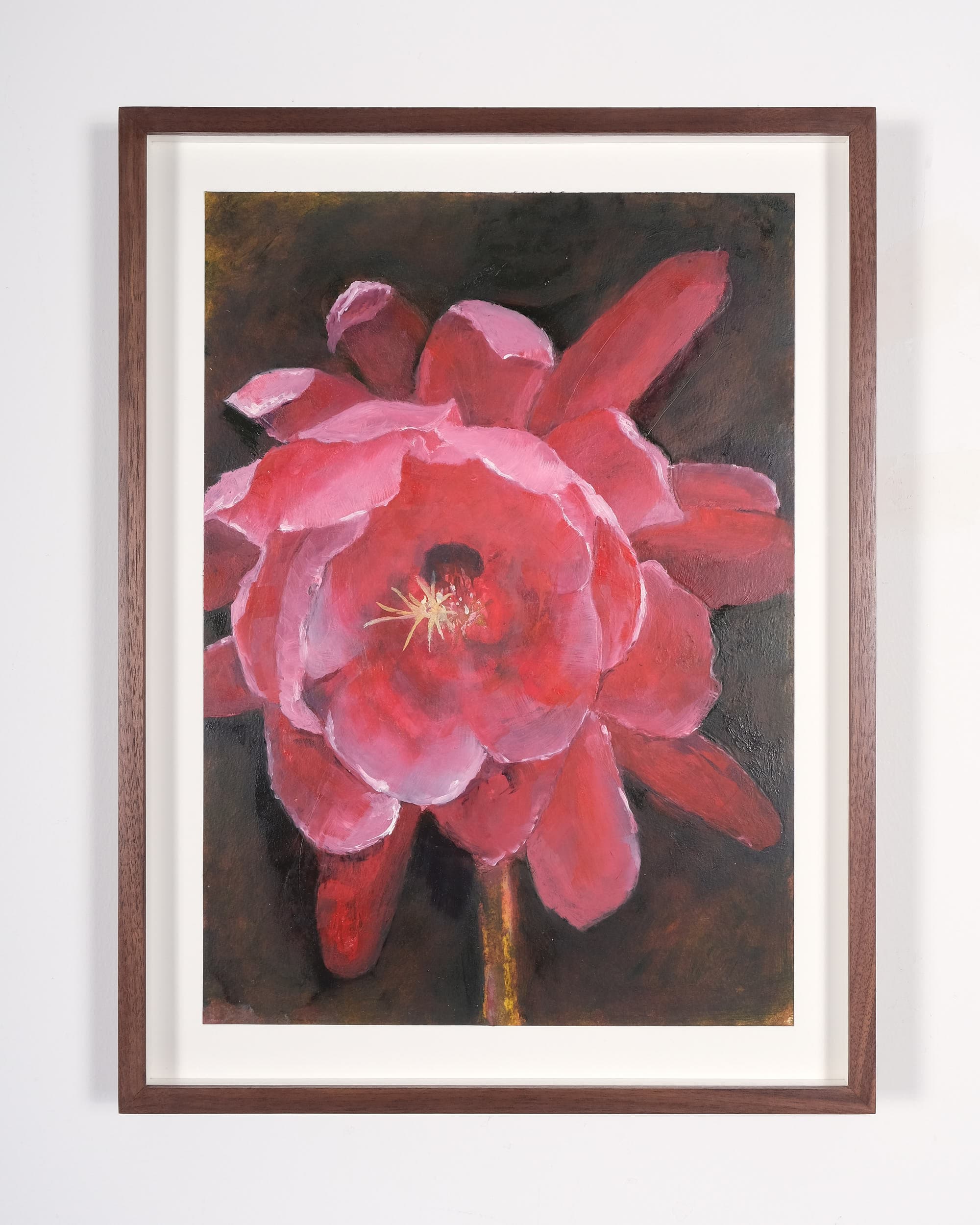 Epiphyllum hybrid (Orchid cactus)