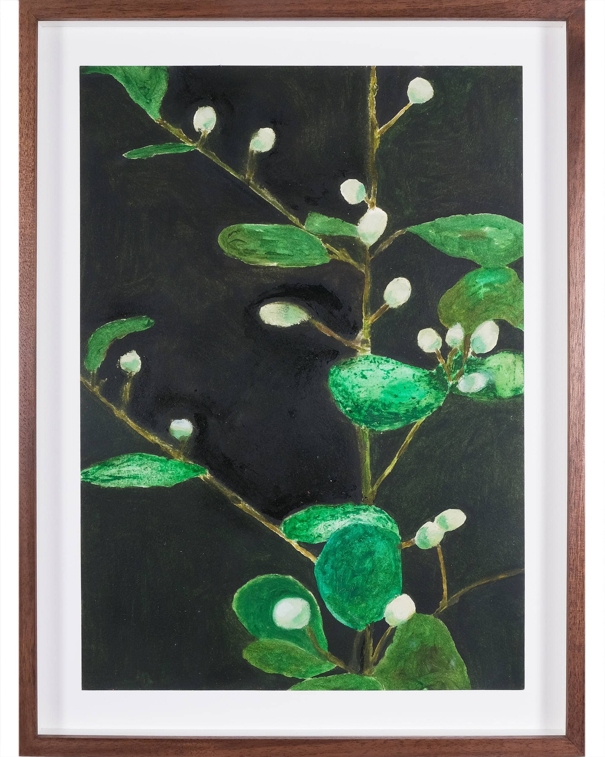 Ficus deltoidea (Mistletoe fig)