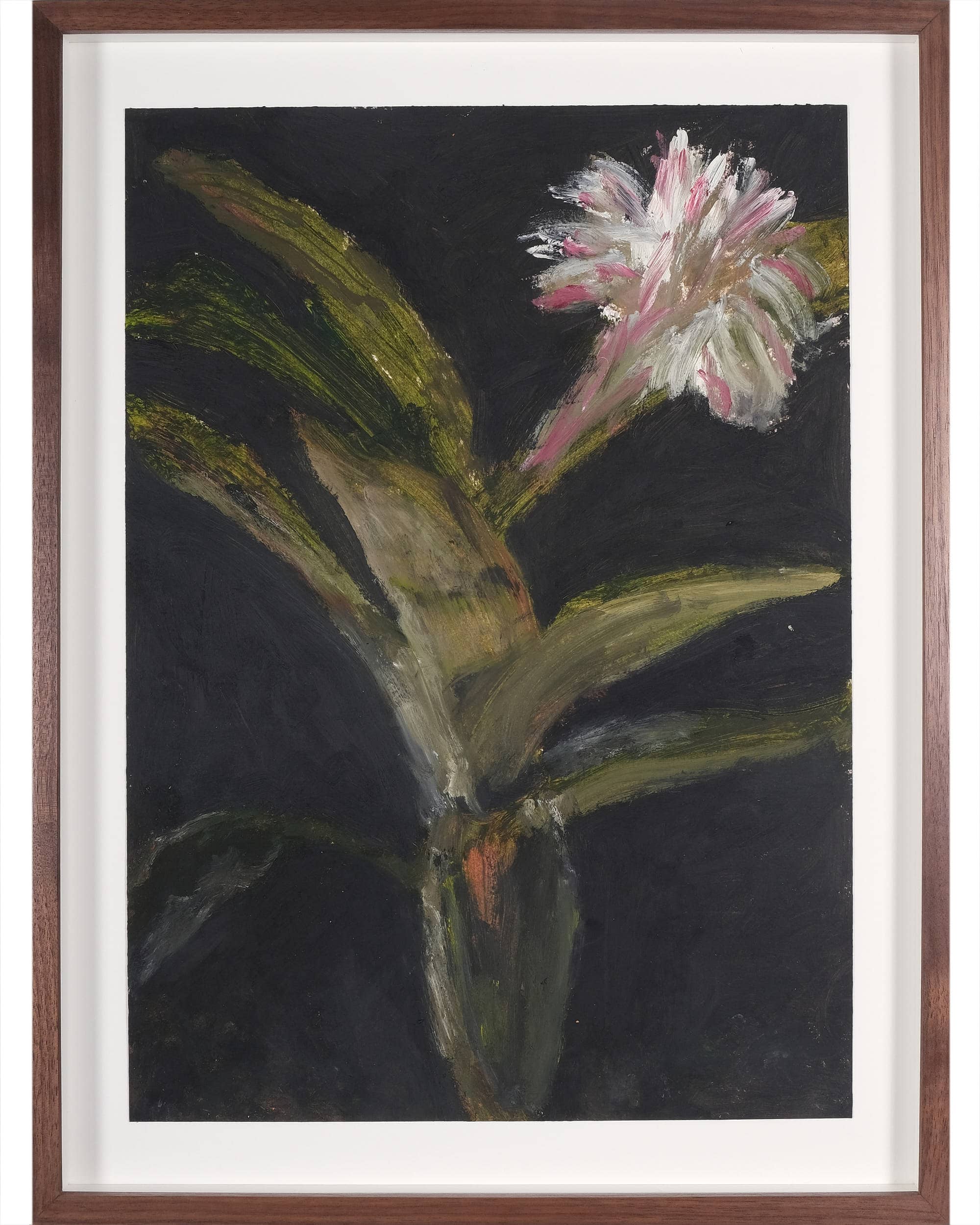 Aechmea fasciata (Urn plant)