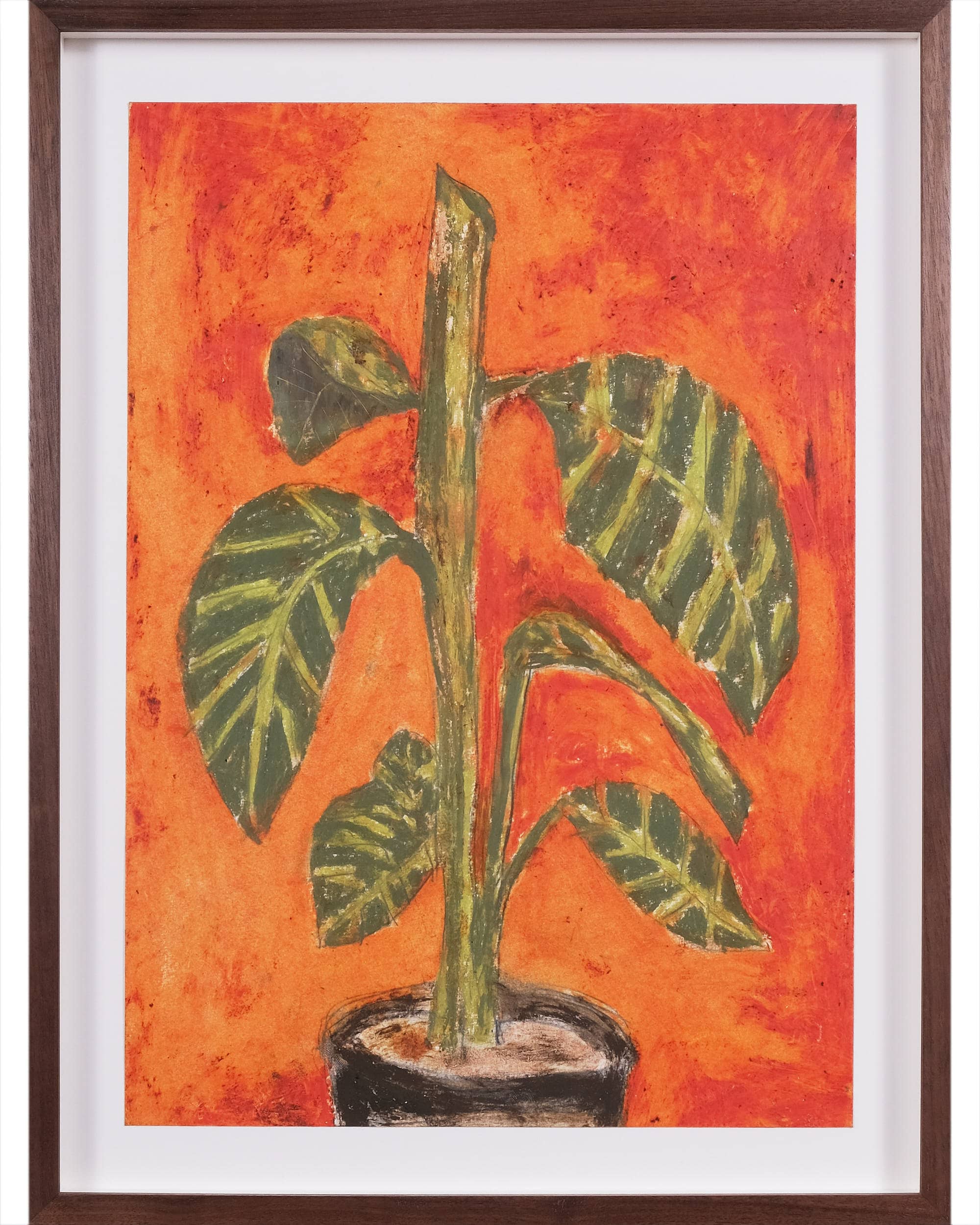Calathea zebrina (Zebra plant)