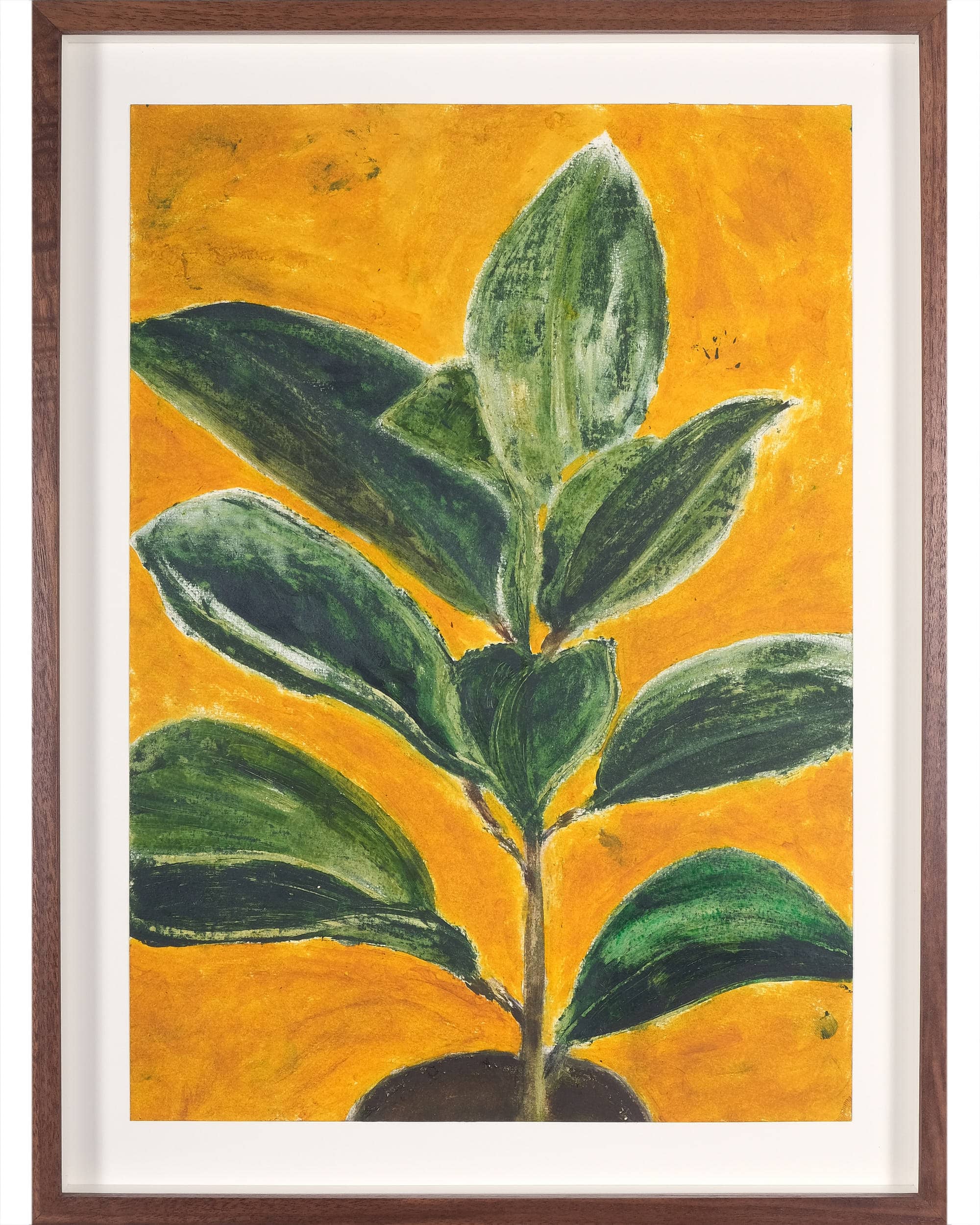 Ficus elaseca 'Decora' (Rubber plant)