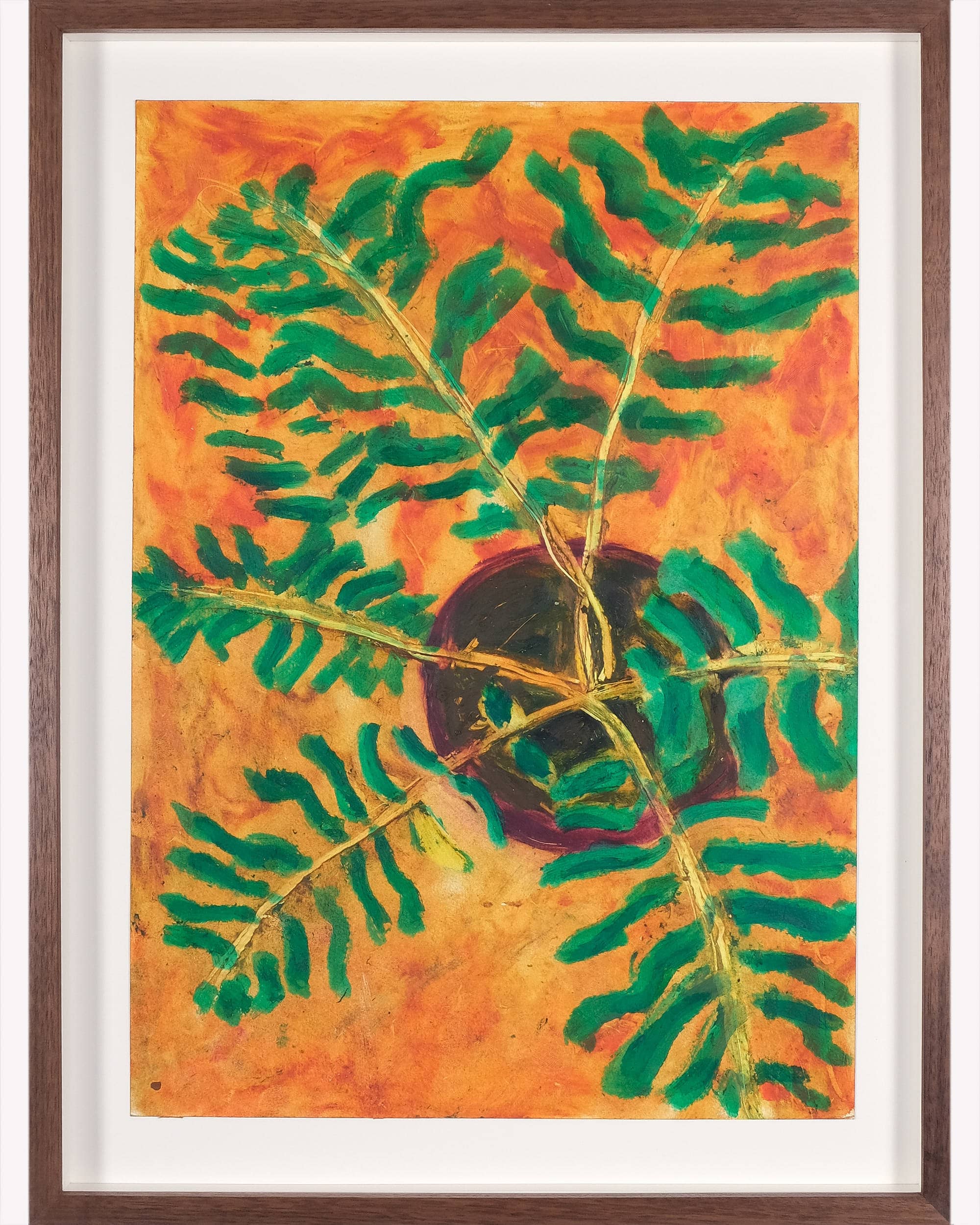 Blechnum gibbum