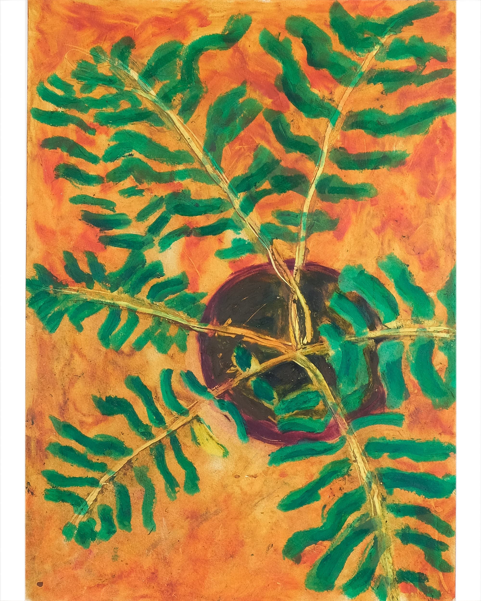Blechnum gibbum