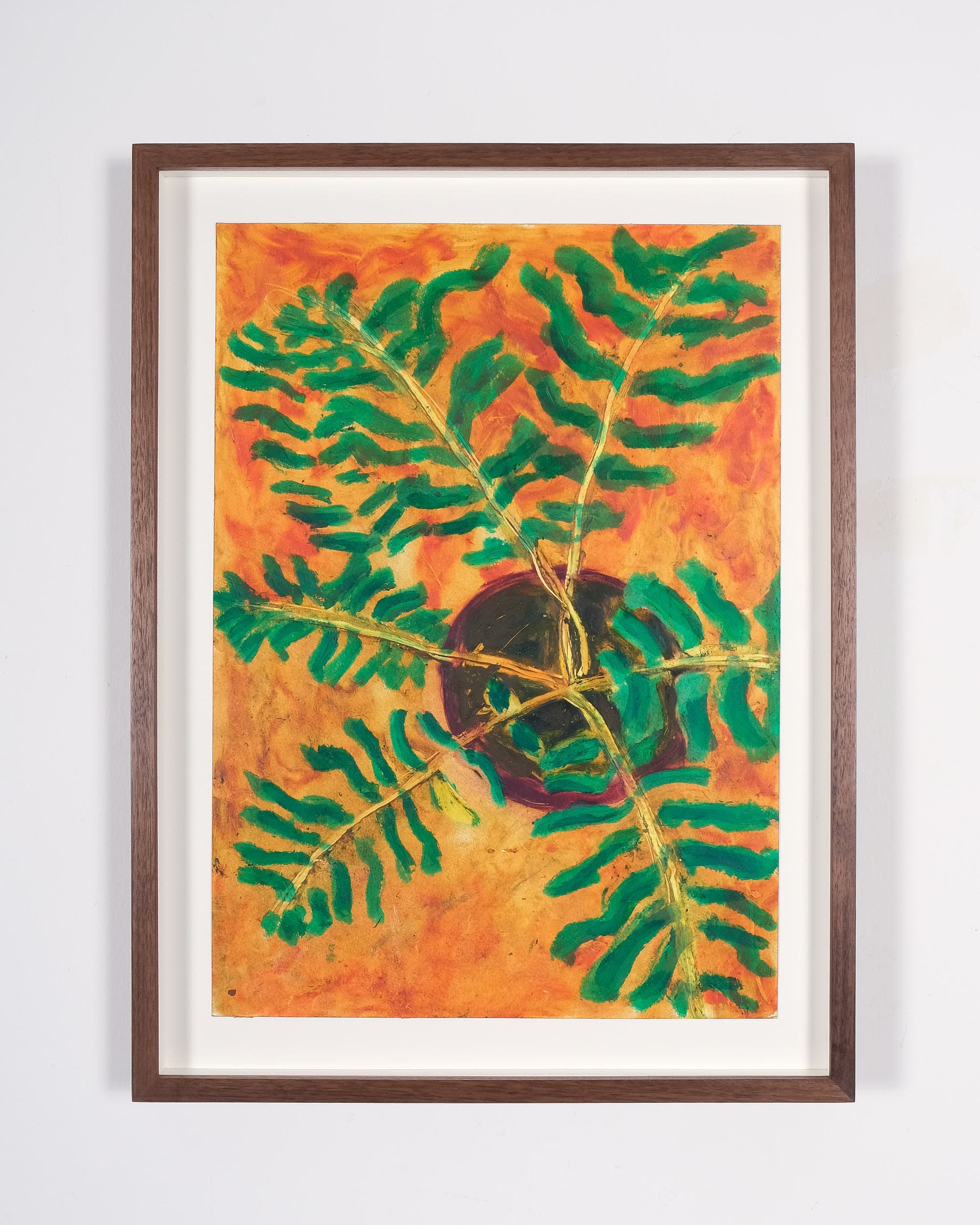 Blechnum gibbum