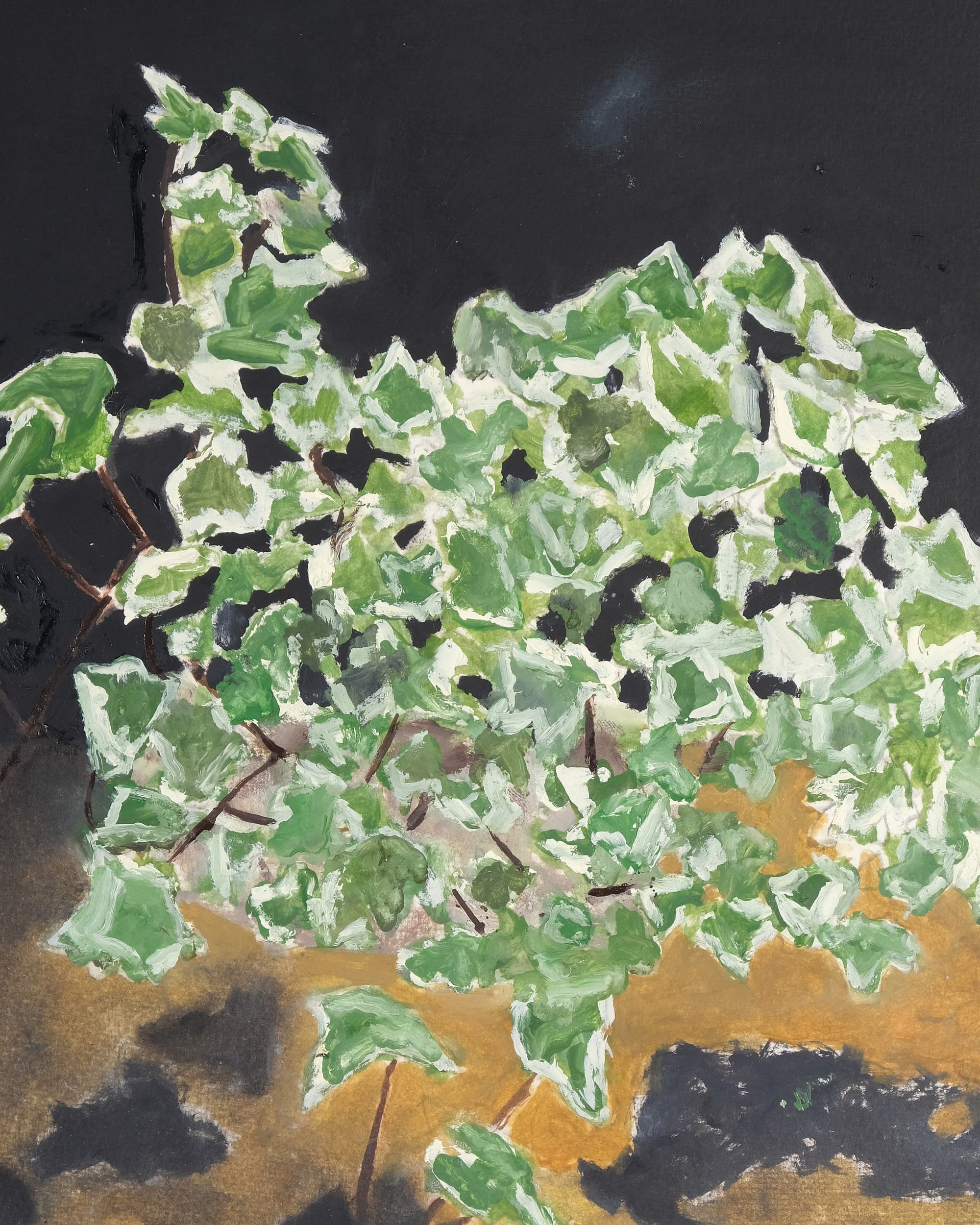 Hedera helix variety (Variegated common ivy)
