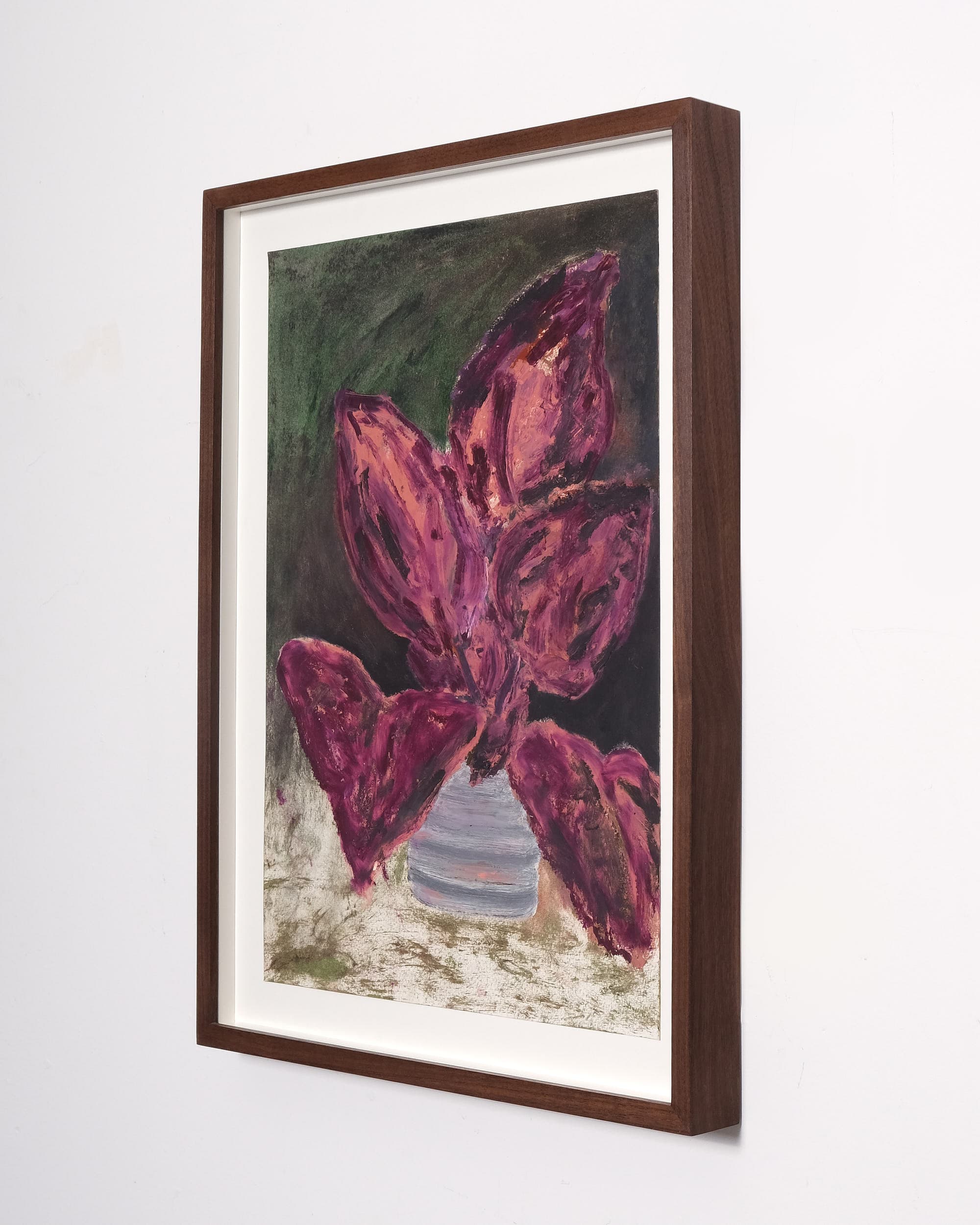 Begonia rex (Rex begonia)