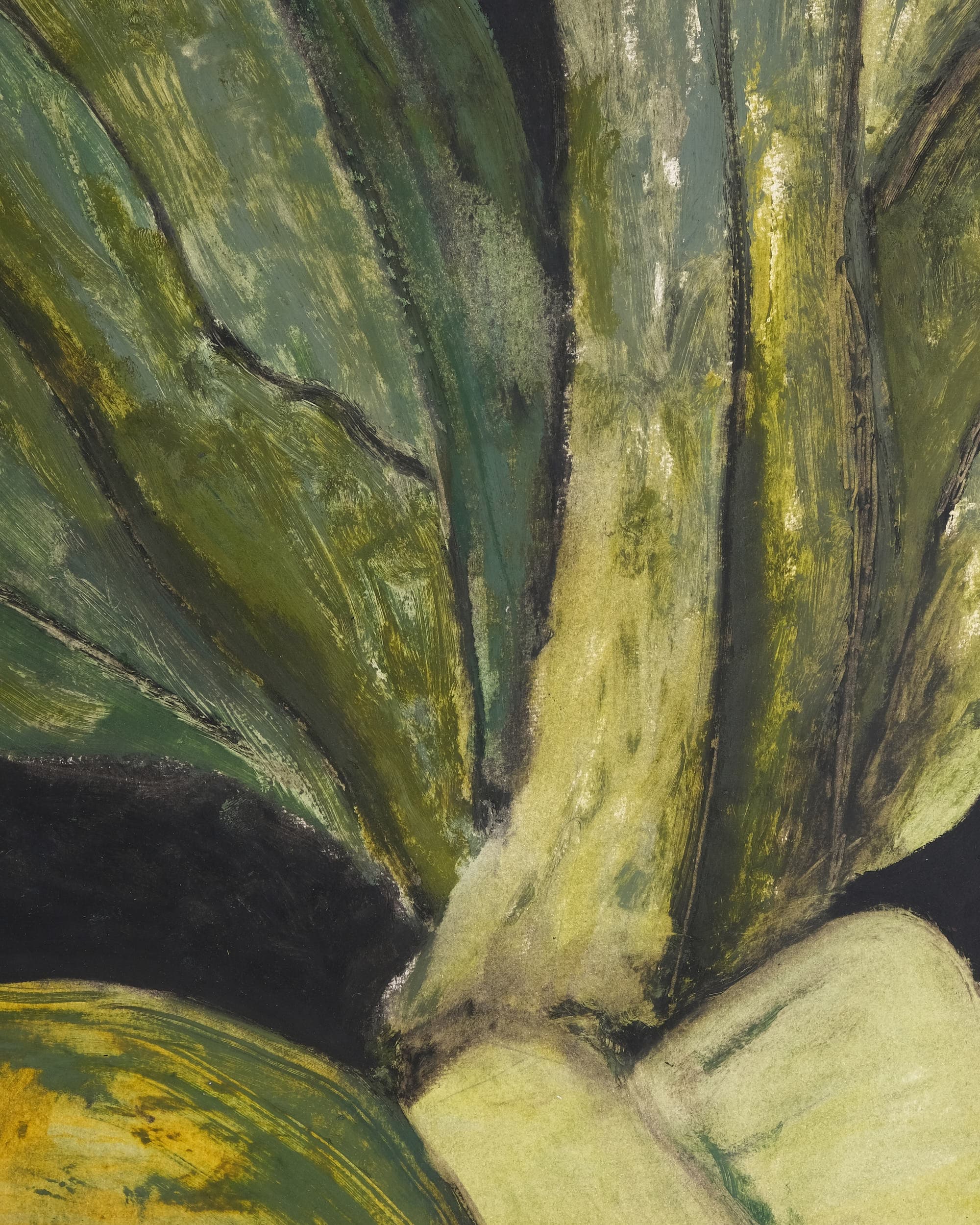 Asplenium nidus (Bird’s nest fern)
