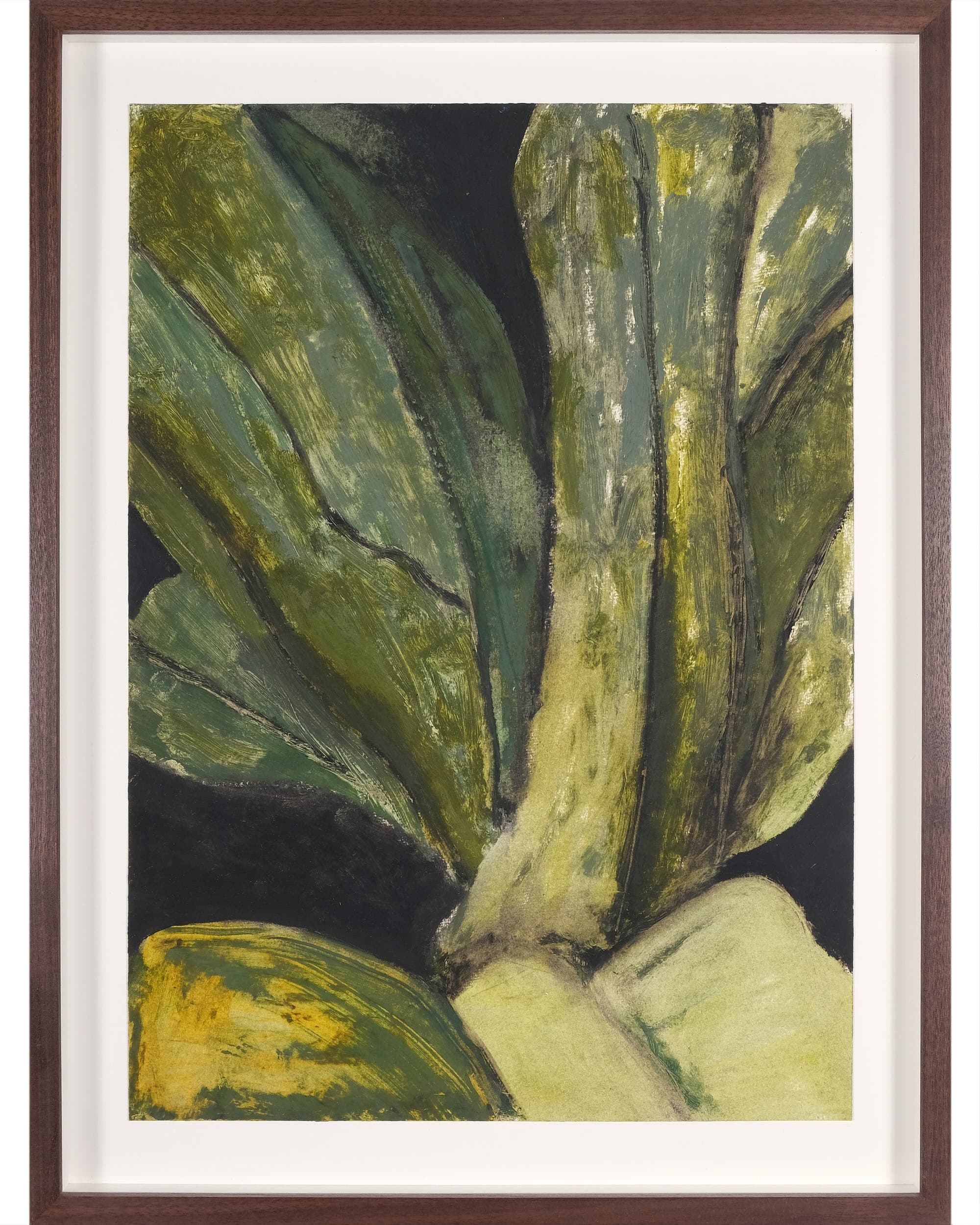 Asplenium nidus (Bird’s nest fern)