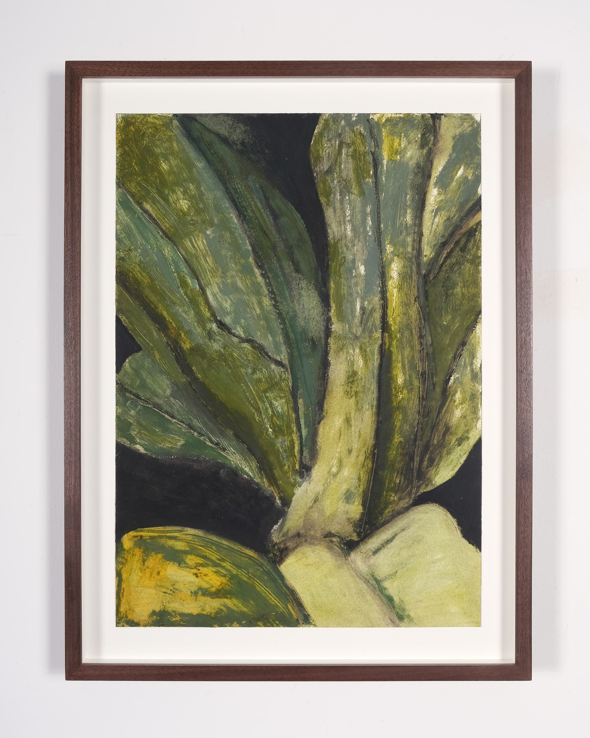 Asplenium nidus (Bird’s nest fern)