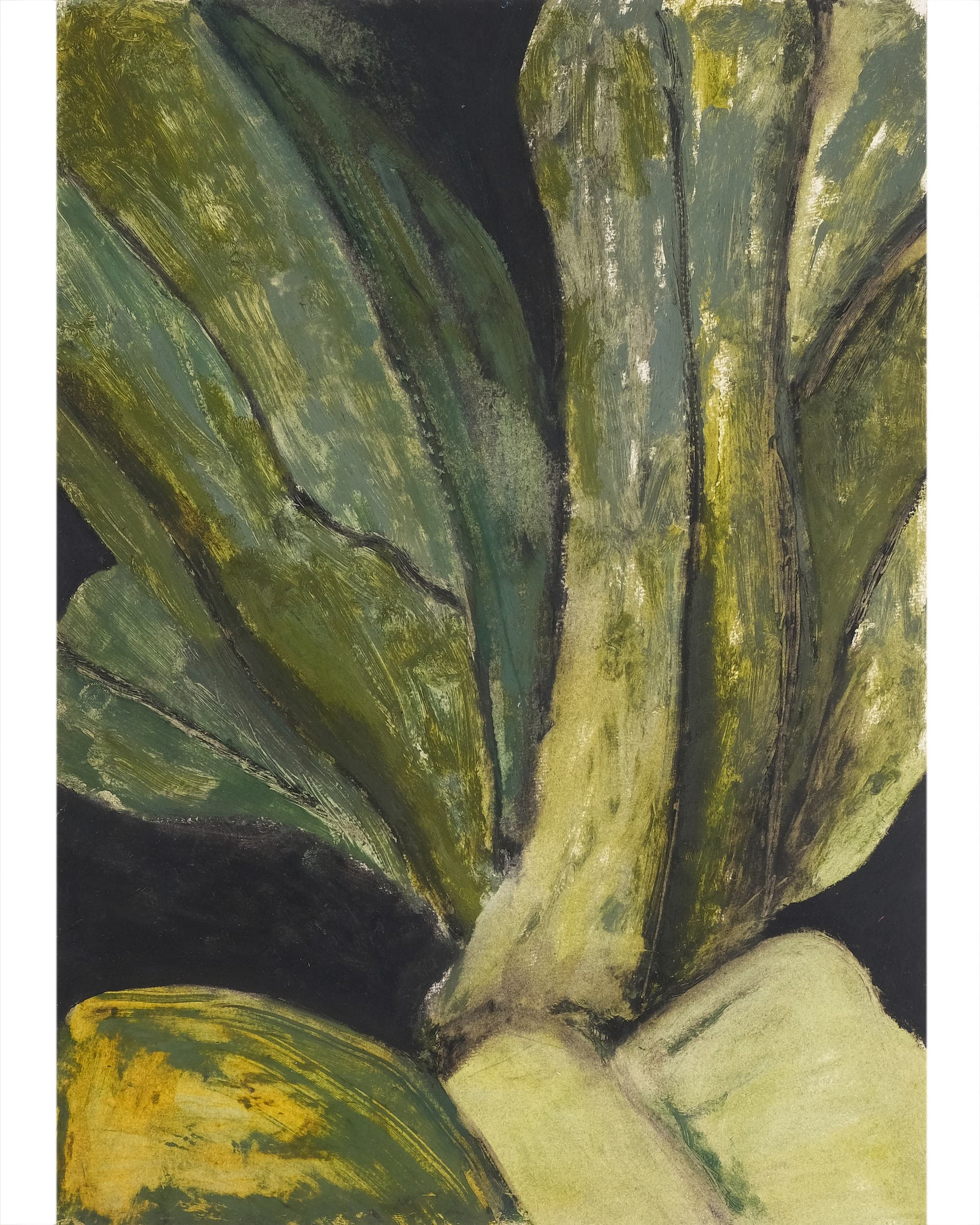 Asplenium nidus (Bird’s nest fern)