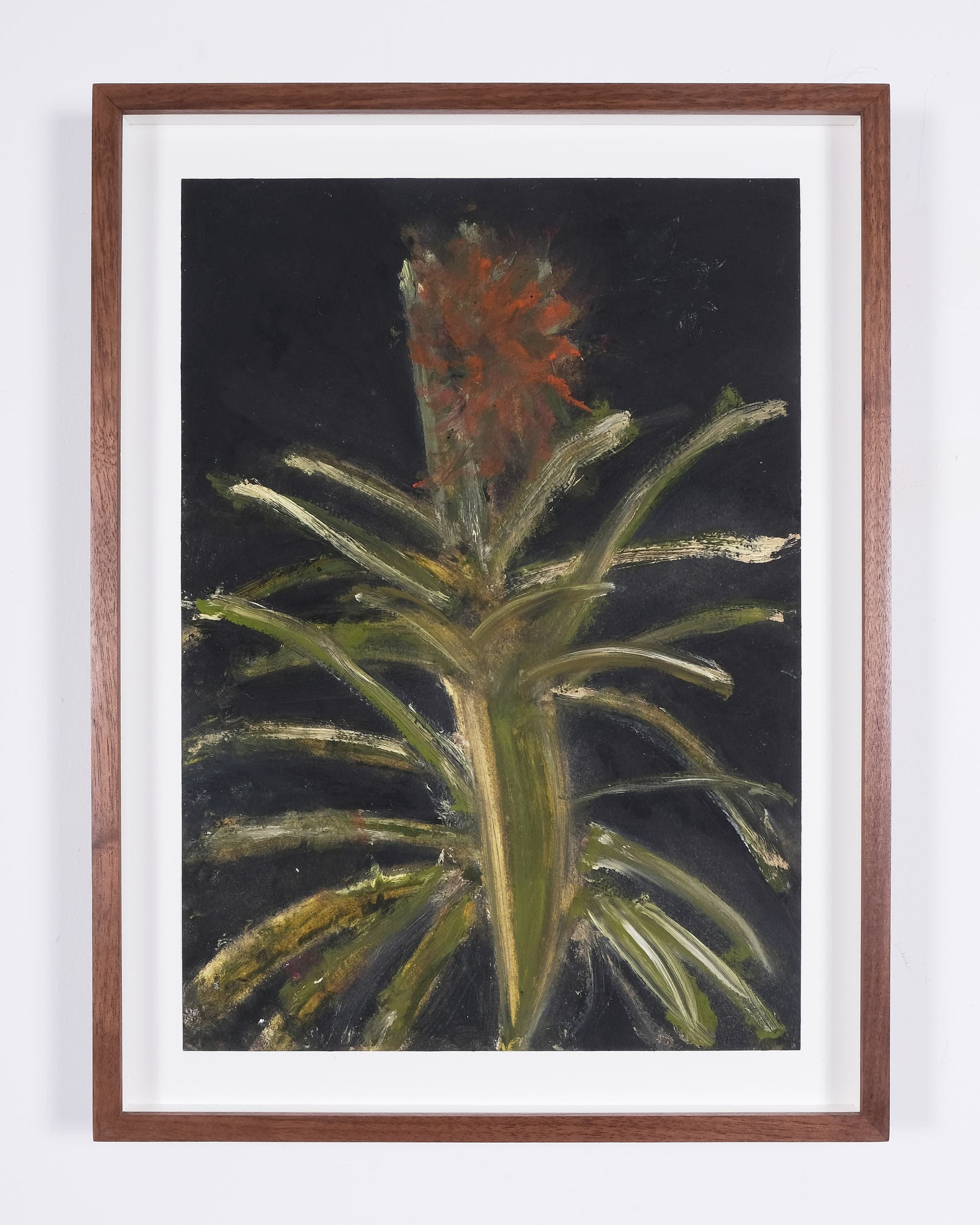 Ananas comosus 'Variegatus' (Variegated pineapple)