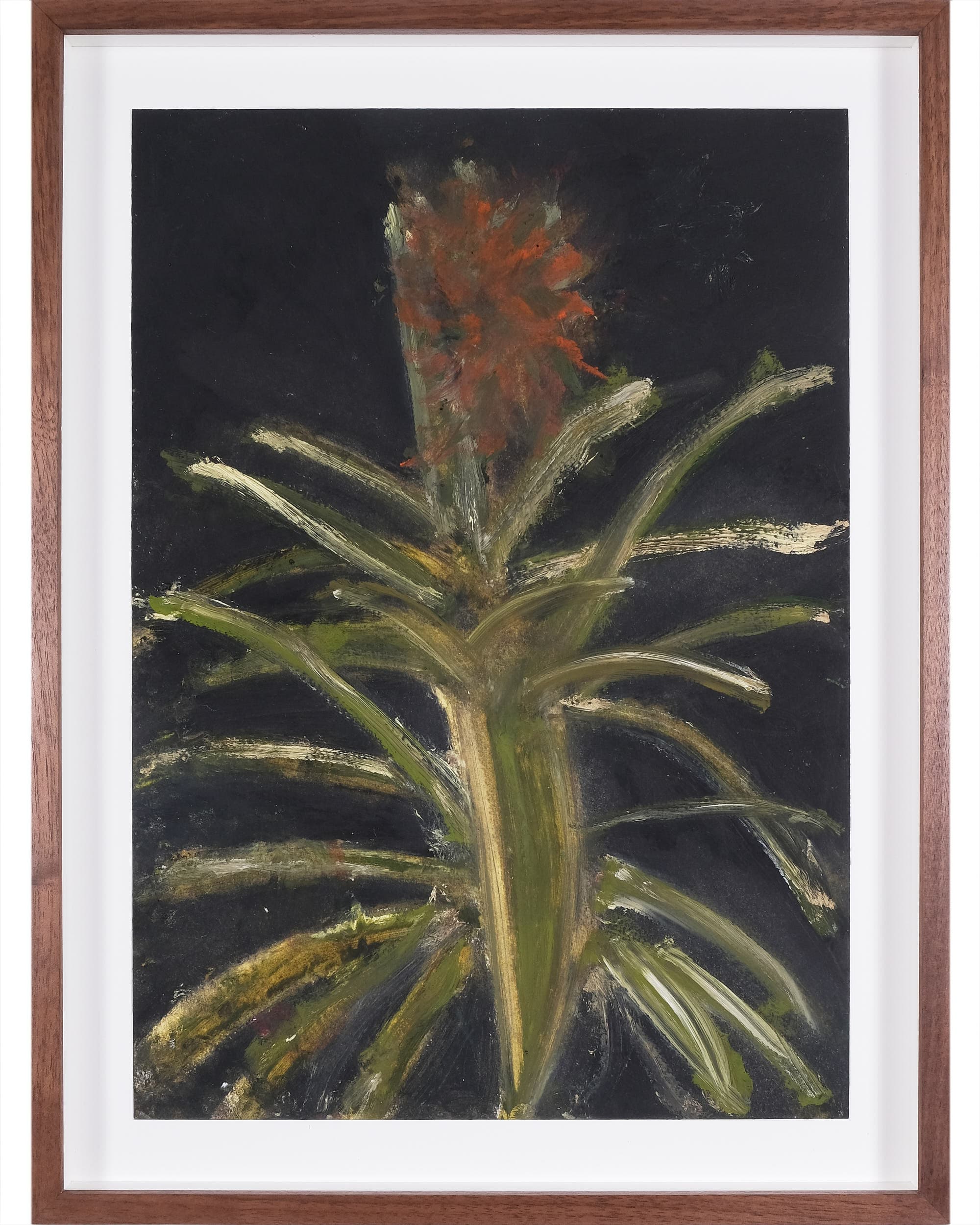 Ananas comosus 'Variegatus' (Variegated pineapple)