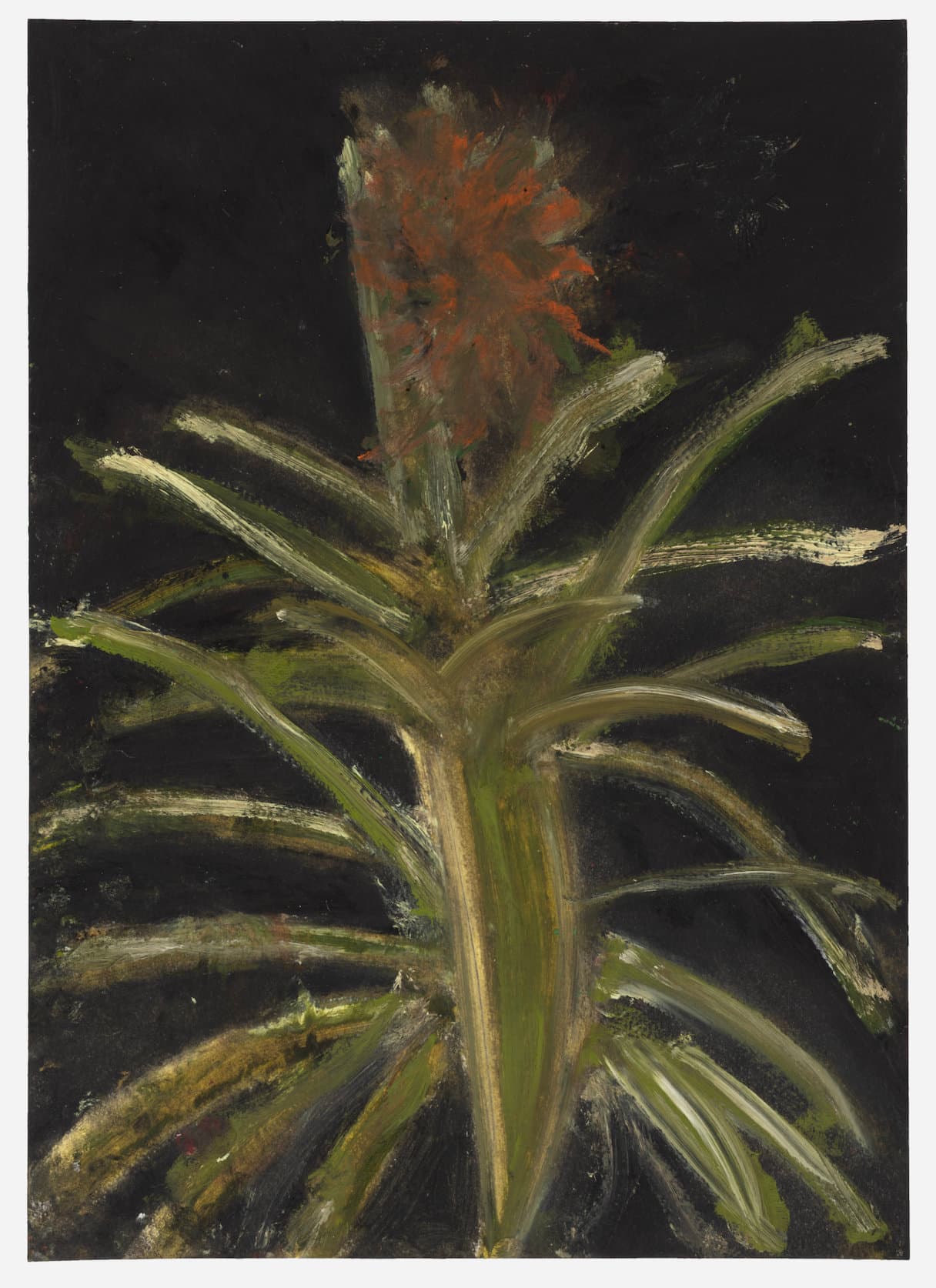 Ananas comosus 'Variegatus' (Variegated pineapple)
