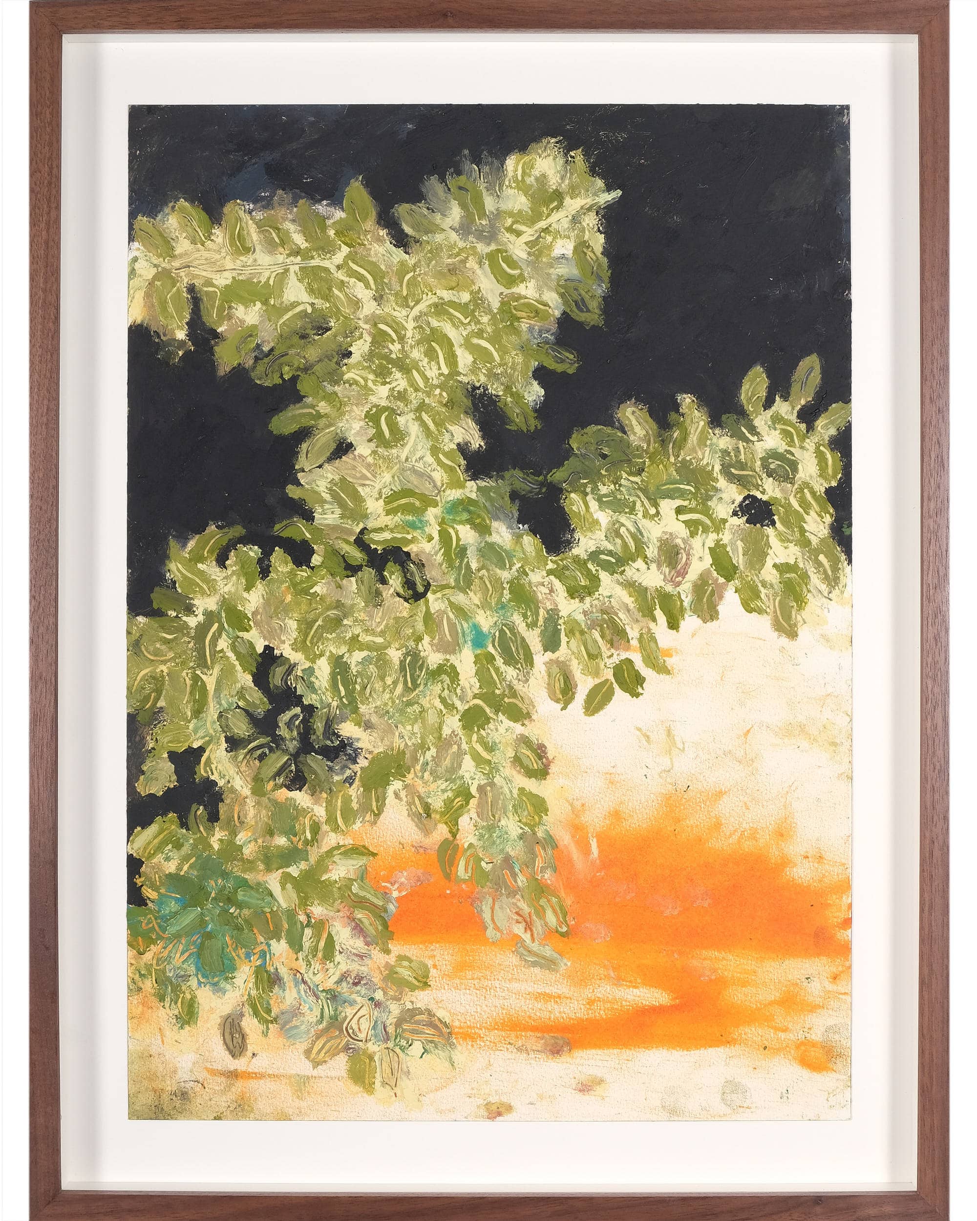 Bougainvillea 'Harrisii' (Variegated paper flower)