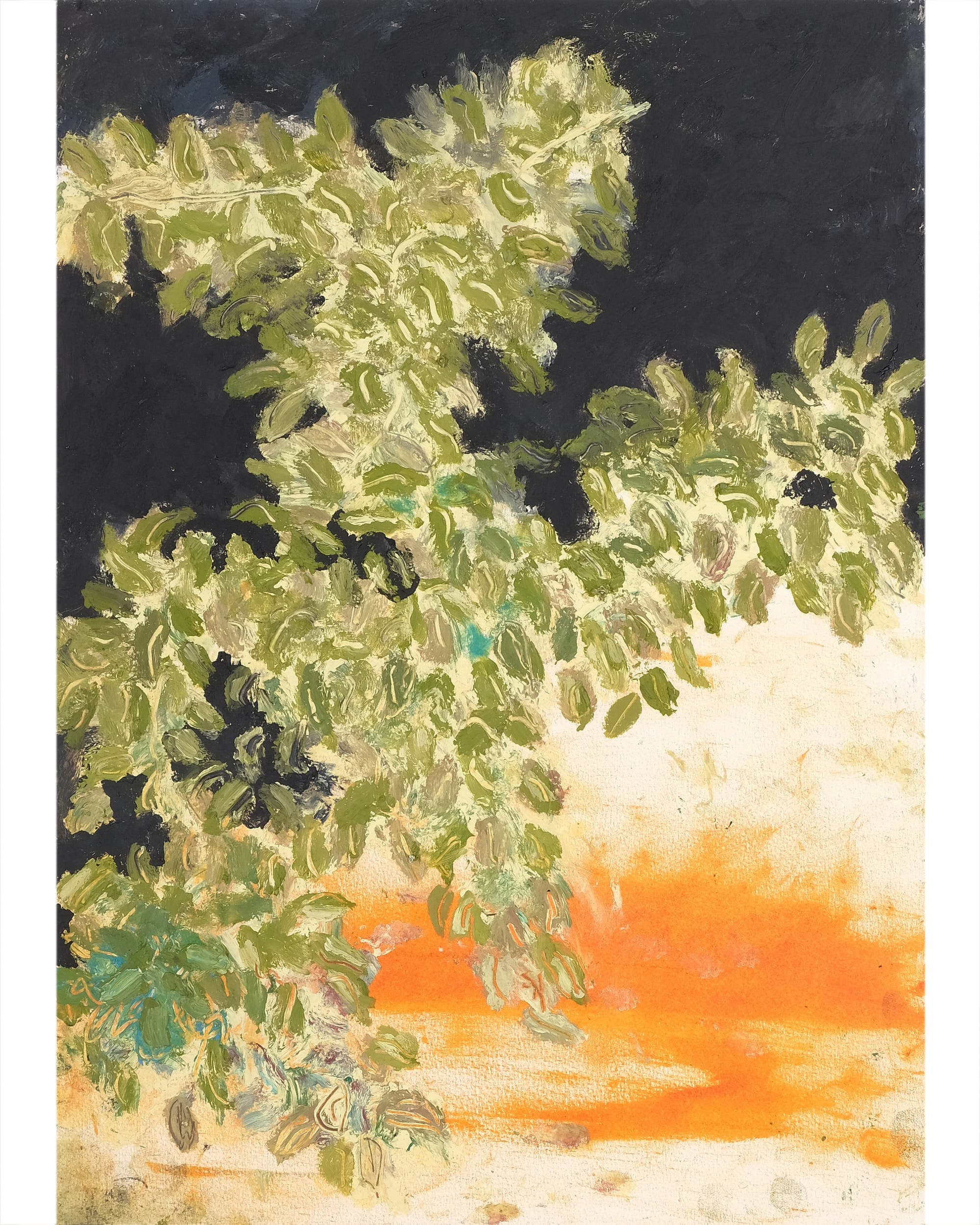 Bougainvillea 'Harrisii' (Variegated paper flower)