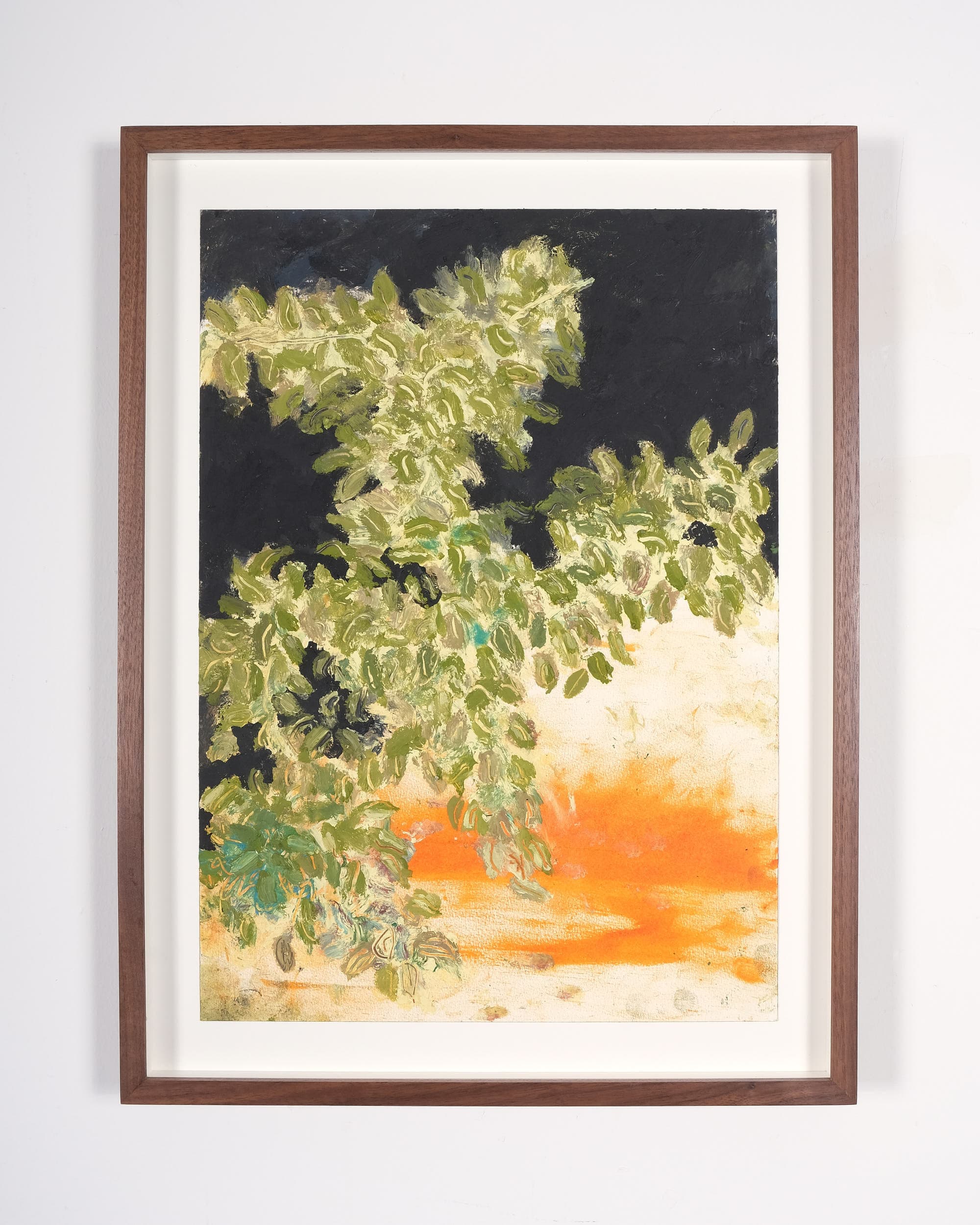 Bougainvillea 'Harrisii' (Variegated paper flower)