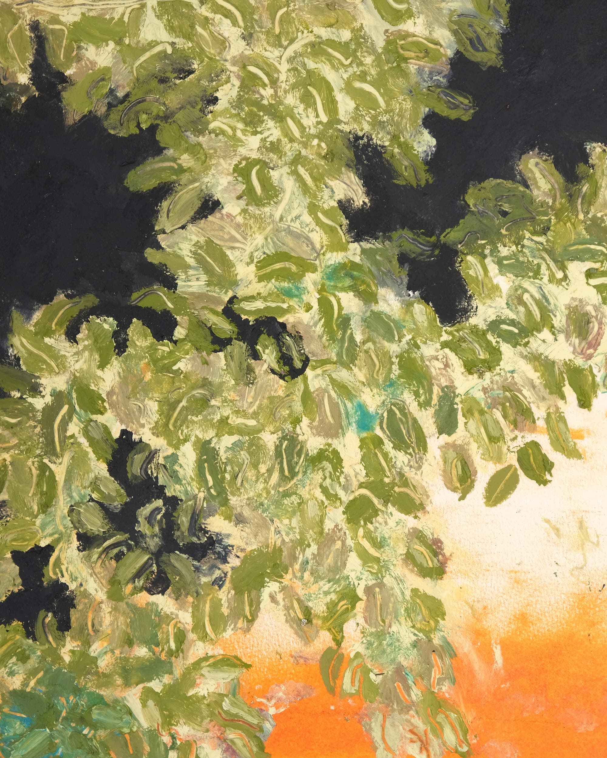 Bougainvillea 'Harrisii' (Variegated paper flower)