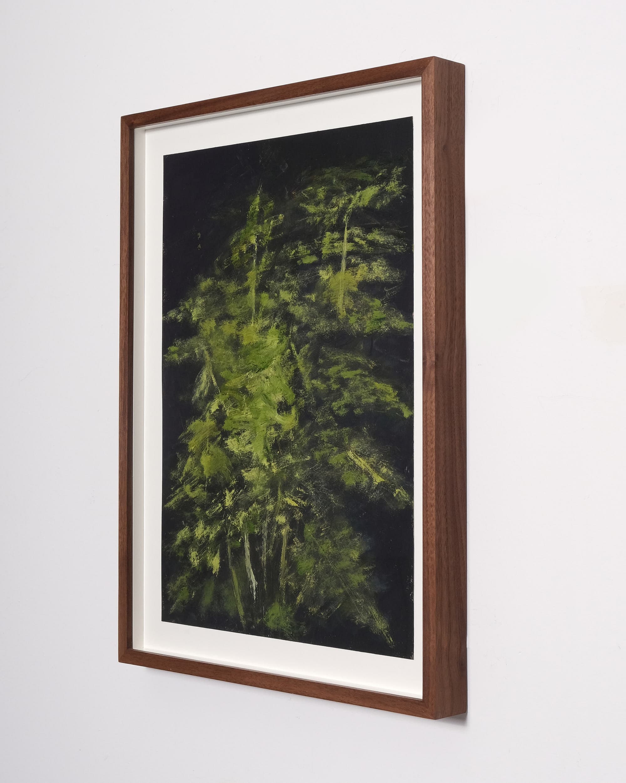 Asparagus setaceus (Asparagus fern)