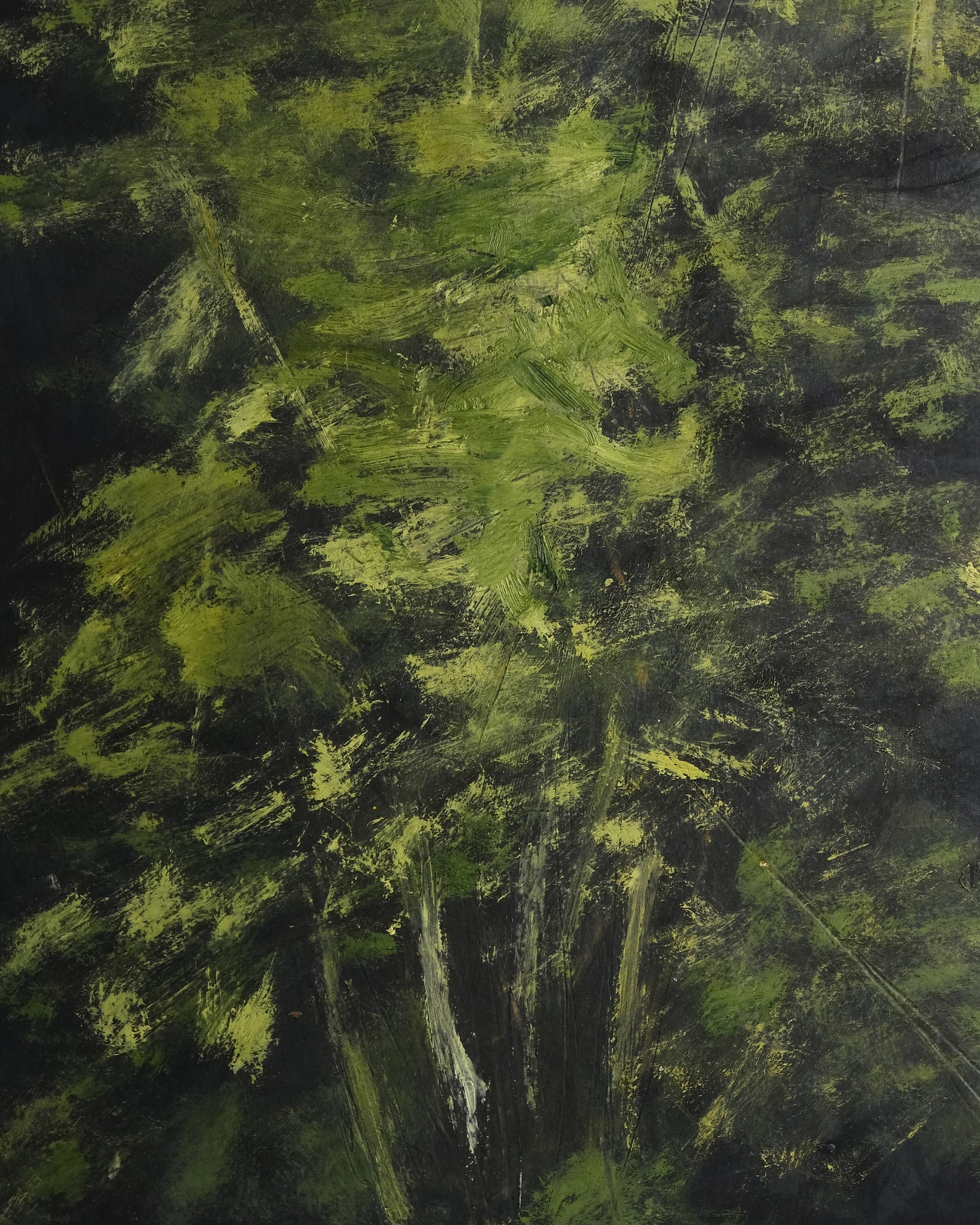 Asparagus setaceus (Asparagus fern)
