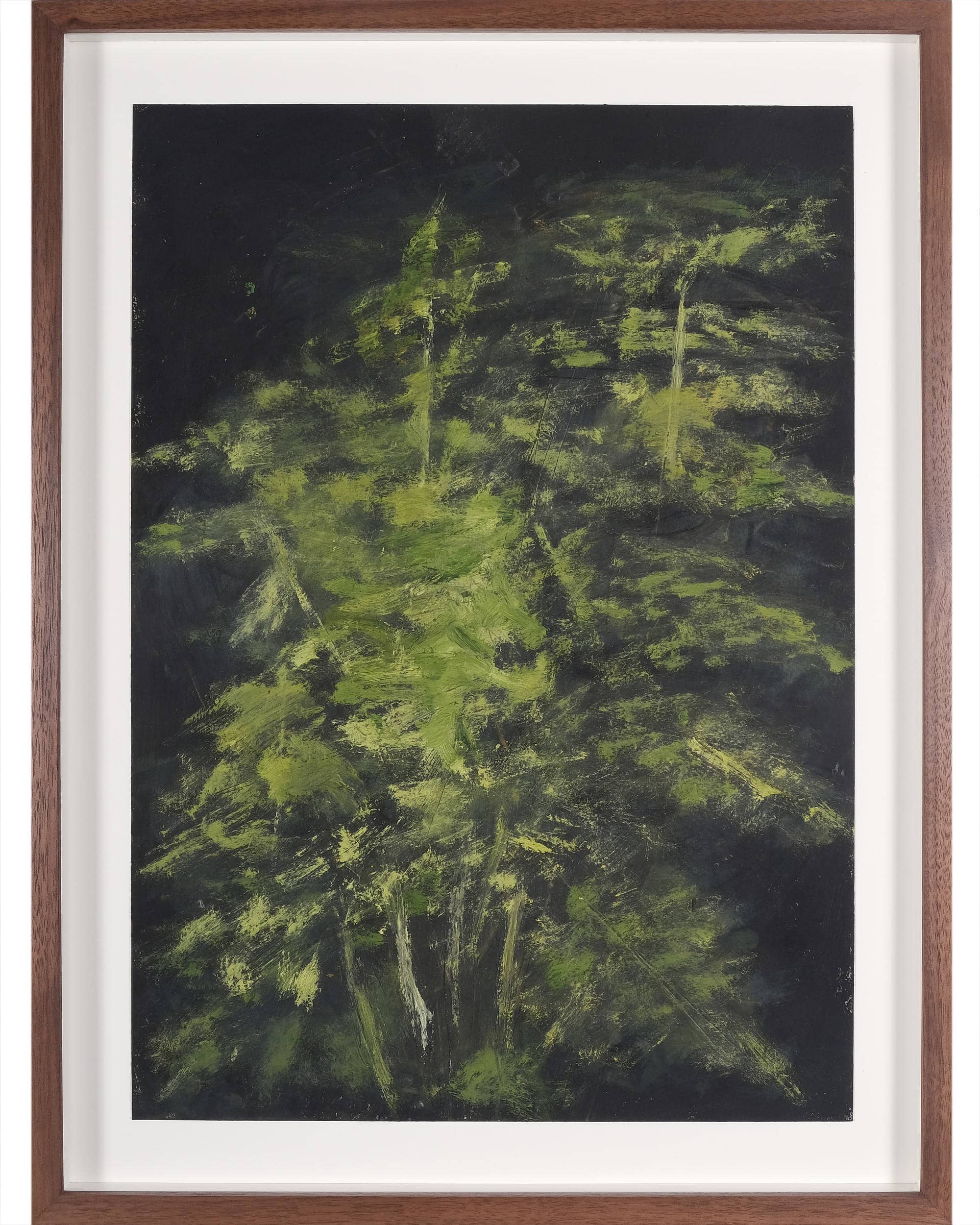 Asparagus setaceus (Asparagus fern)