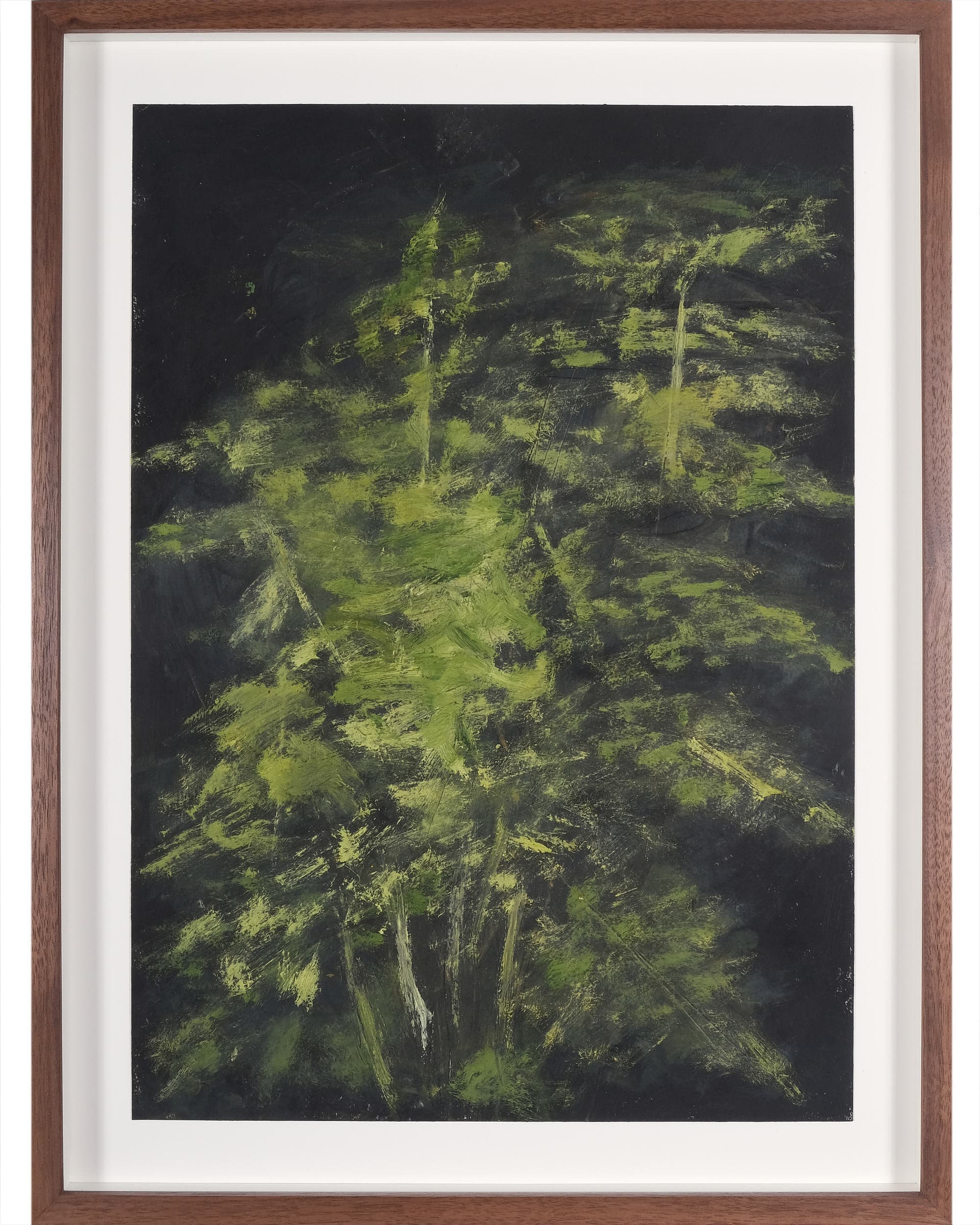 Asparagus setaceus (Asparagus fern)