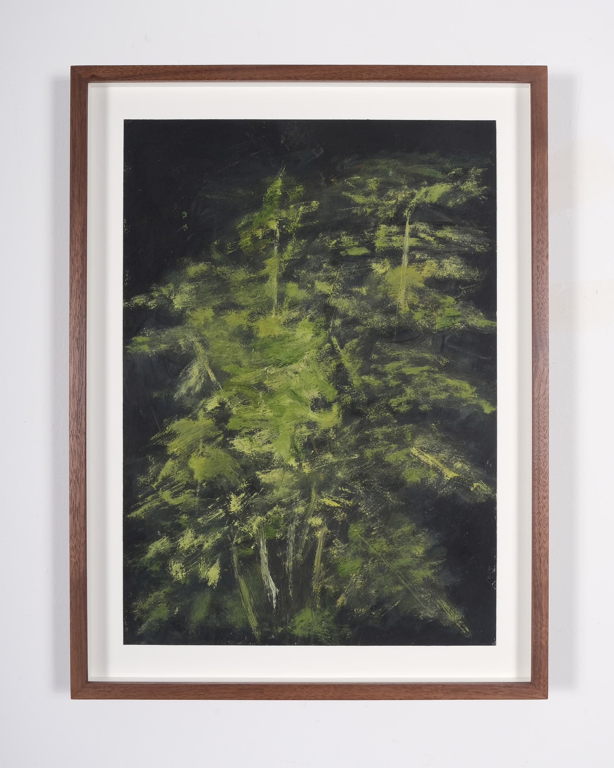 Asparagus setaceus (Asparagus fern)