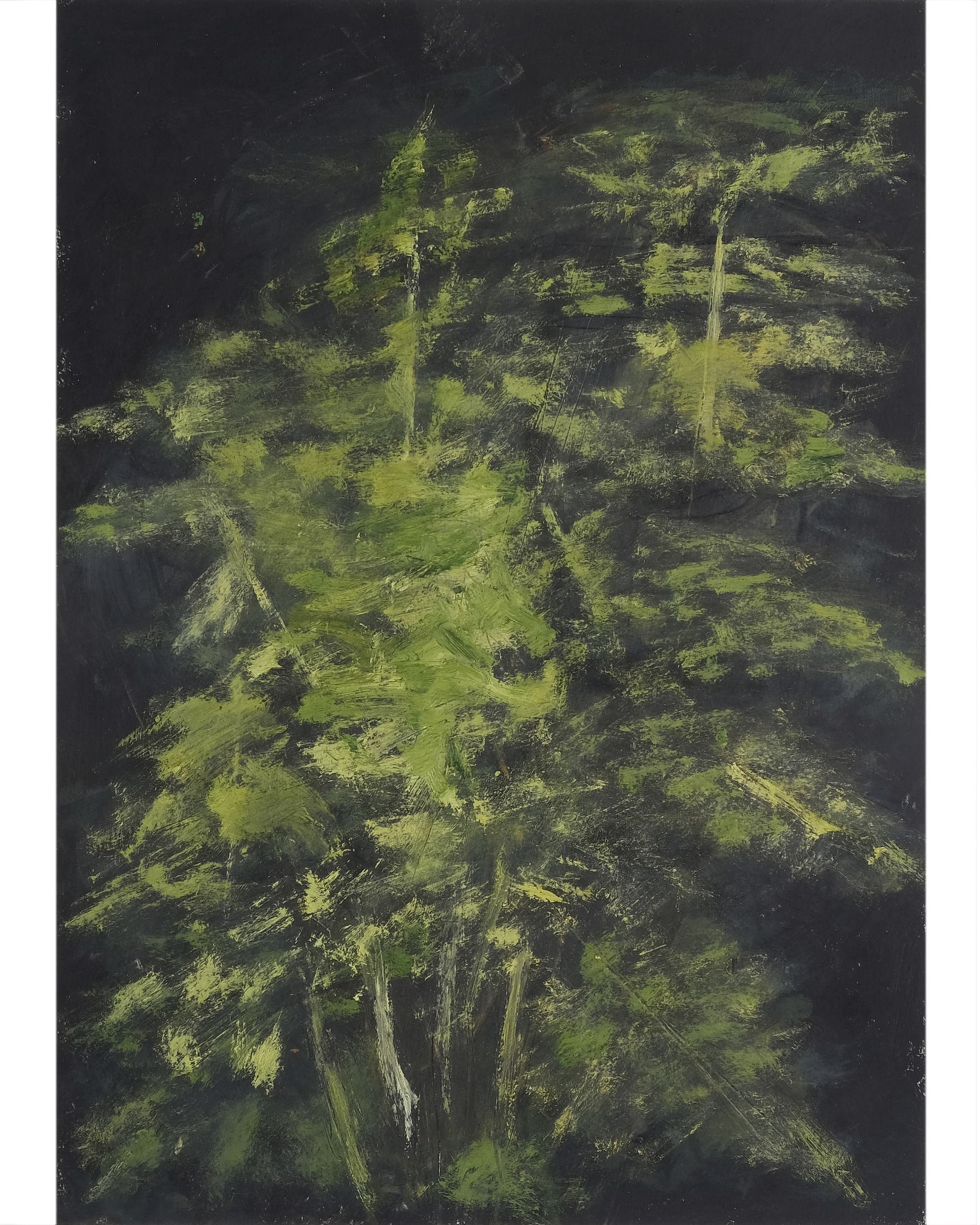 Asparagus setaceus (Asparagus fern)