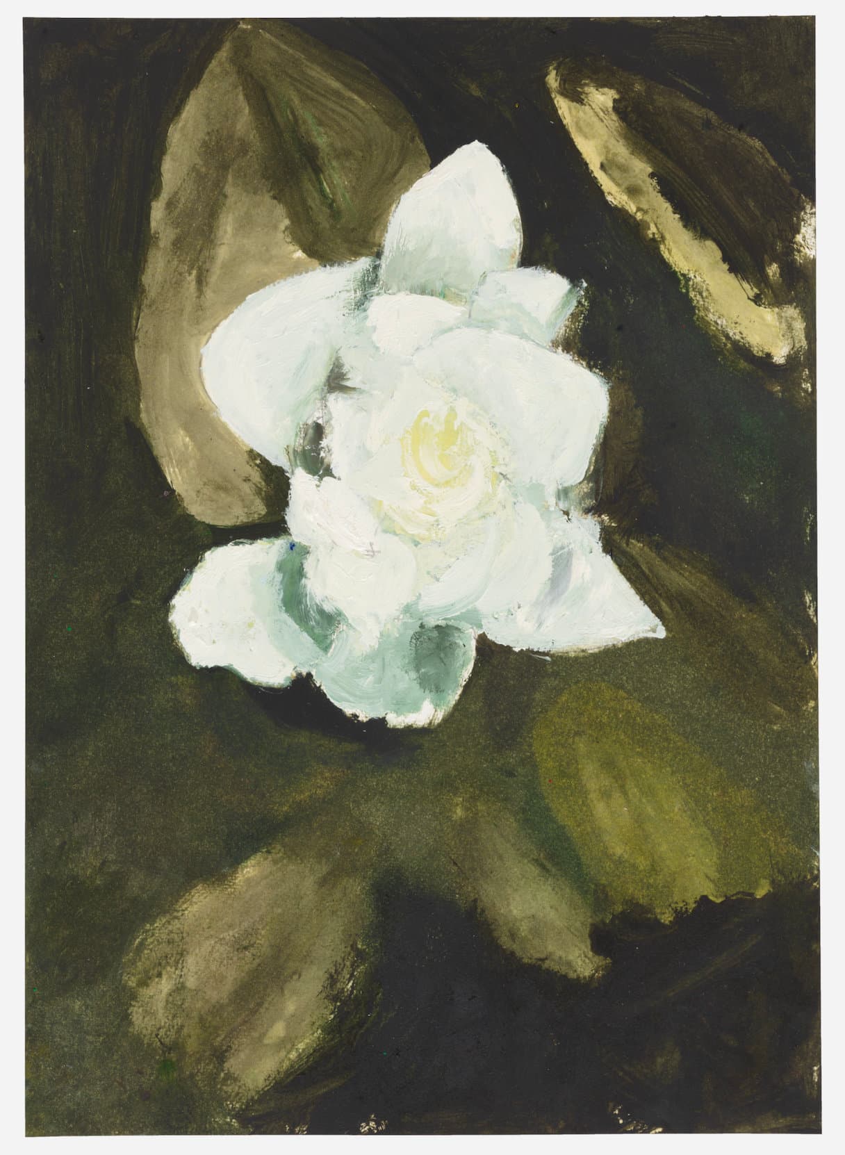 Gardenia jasminoides (Cape jasmine)