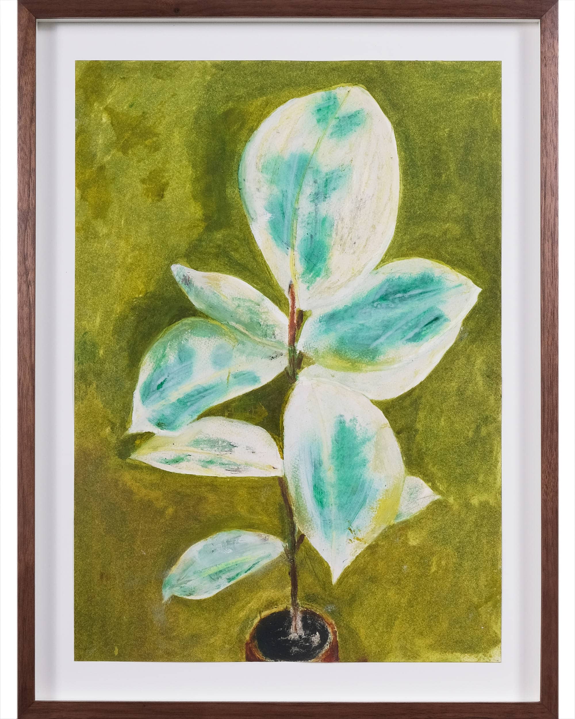 Ficus elastica 'Schryveriana' (Rubber plant)