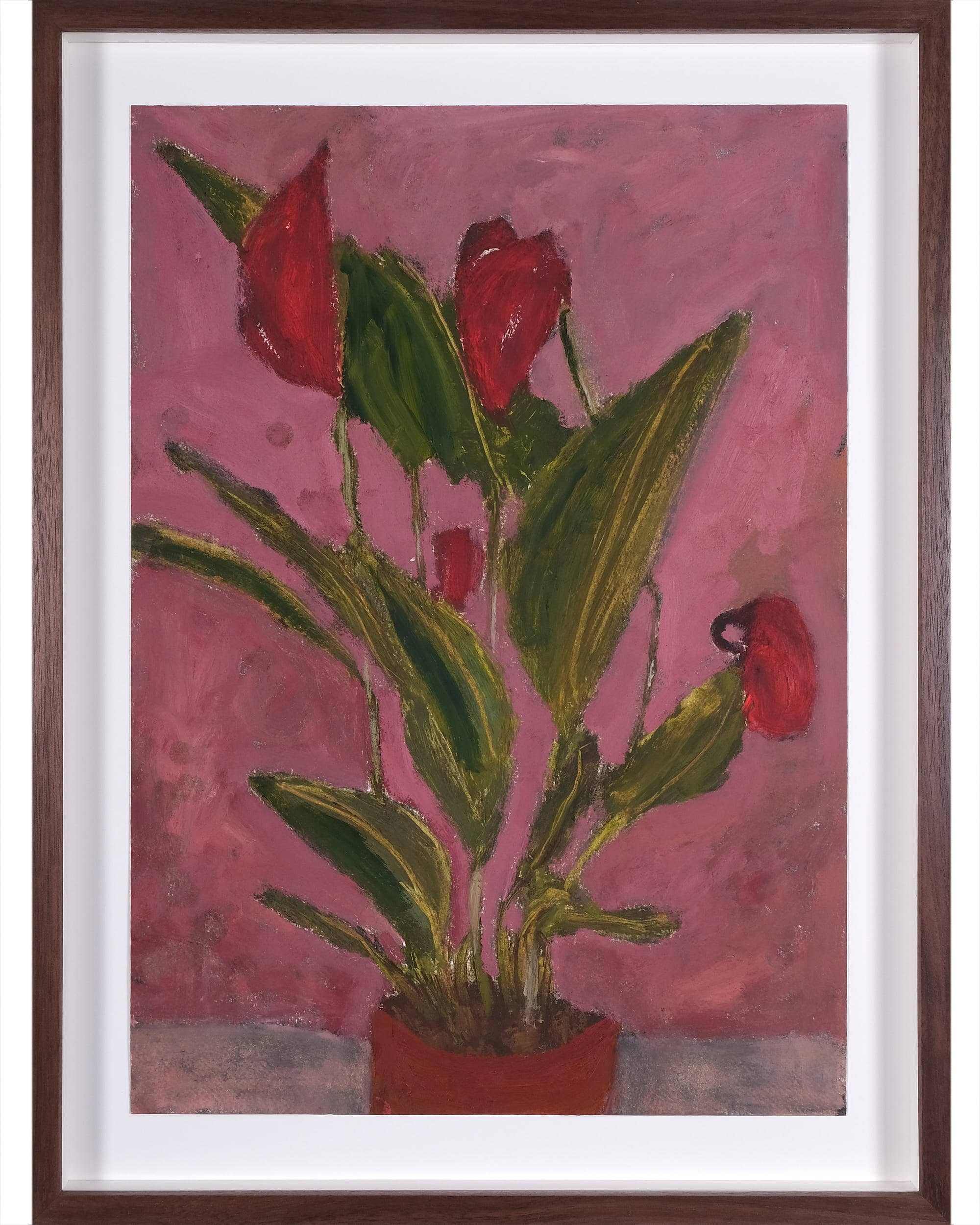 Anthurium scherzerianum (Flamingo flower)