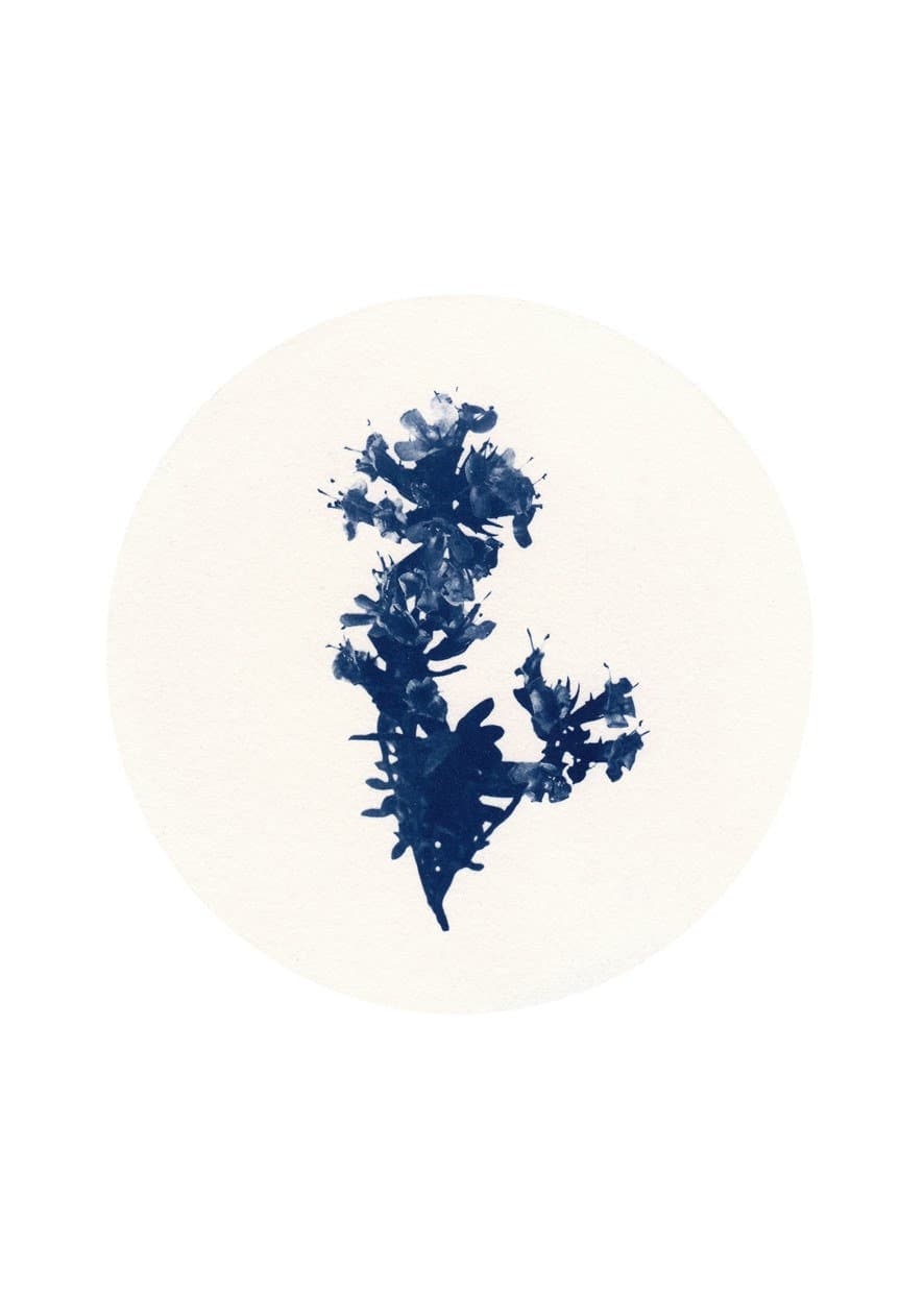 Blodberg / Arctic Thyme