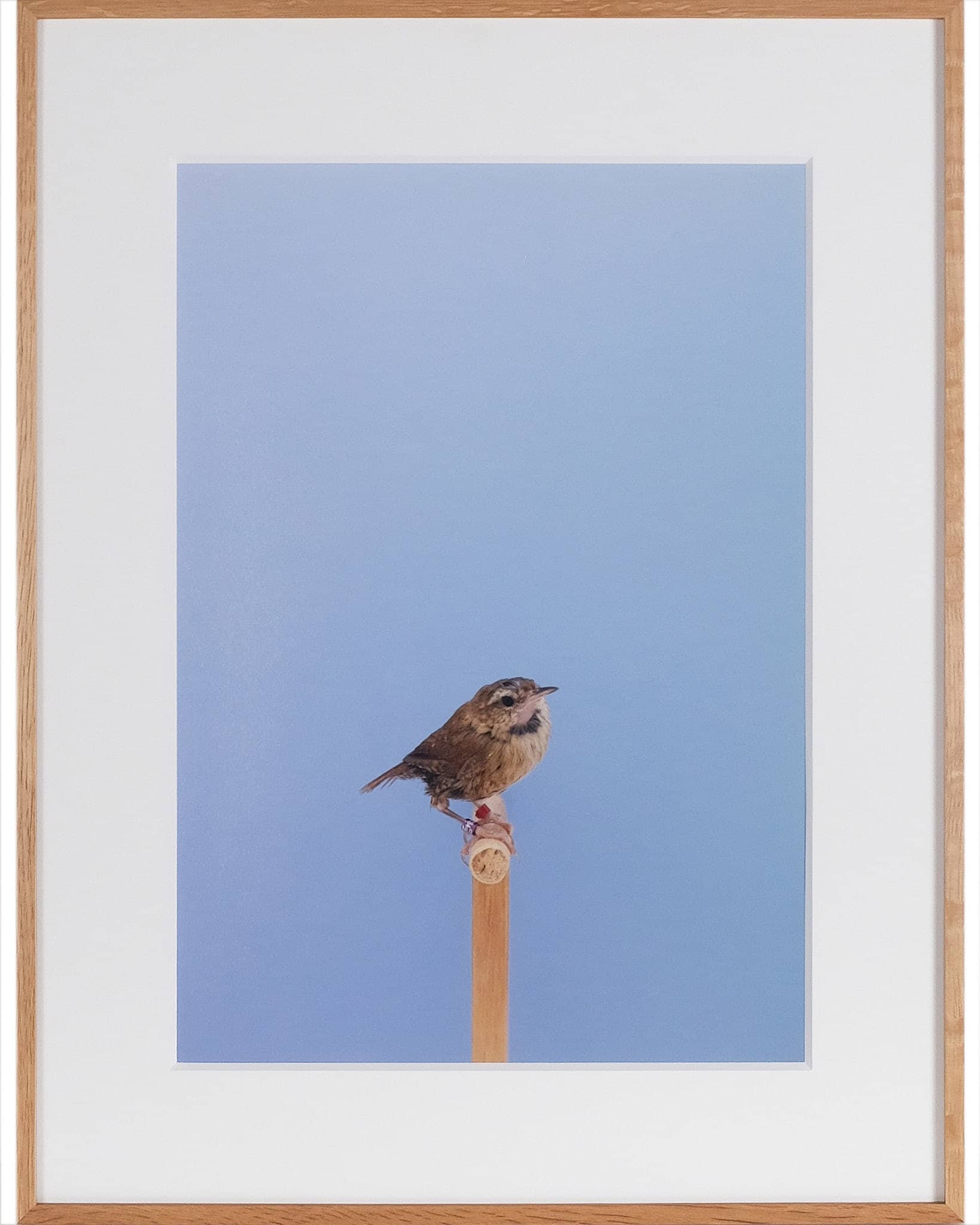 Wren #1, 2016